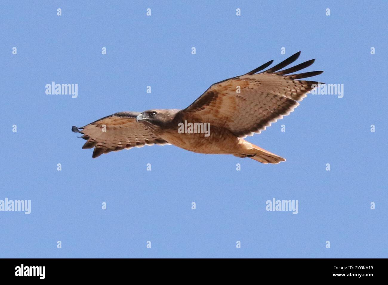 Red-Tail Hawk bei Haws Crossings im Flug, Mesa, Arizona Stockfoto