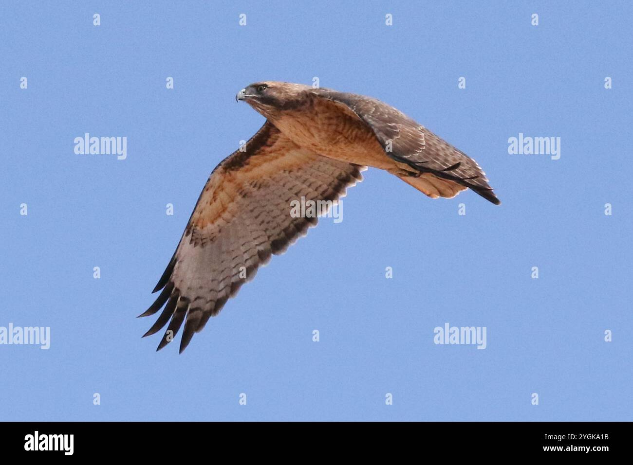 Red-Tail Hawk bei Haws Crossings im Flug, Mesa, Arizona Stockfoto