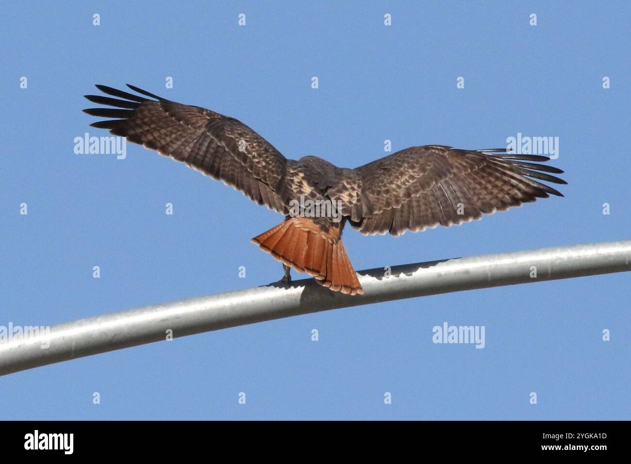 Red-Tail Hawk bei Haws Crossings landet am Lichtmast, Mesa, Arizona Stockfoto