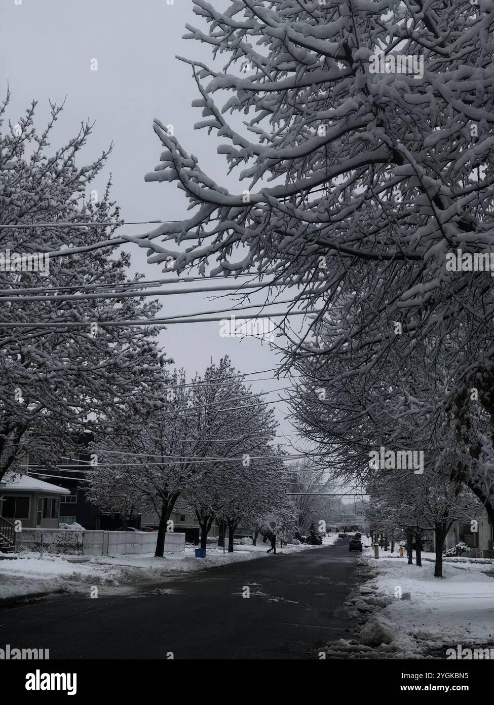 Schneebedeckte Bäume säumen eine ruhige Straße in einem Wohnviertel. Stockfoto