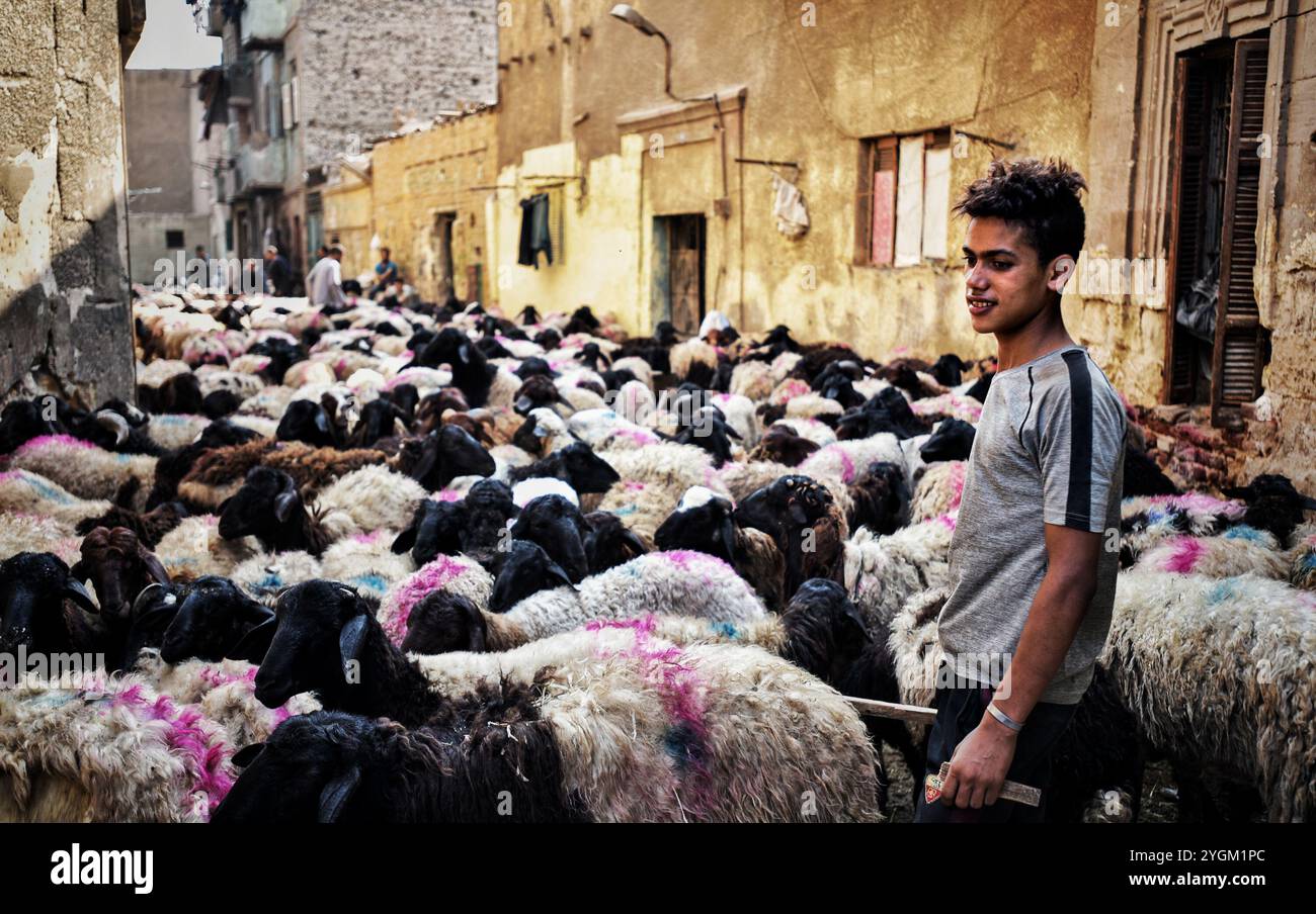 Kairo, Ägypten. August 2019. Die Einwohner Kairos kaufen Schafe und Ziegen auf dem Viehmarkt in Sayeda Zeinab in der ägyptischen Hauptstadt, um den Urlaub in Eid al-Adha vorzubereiten. Die Muslime in Kairo bereiten sich auf die dreitägige Feier von Eid al-Adha oder Opferfest vor, die einer der beiden wichtigsten islamischen Feiertage ist. Es erinnert an die Bereitschaft des Propheten Abrahams, seinen erstgeborenen Sohn Ismail als Akt der Unterwerfung unter Gott zu opfern, der schließlich ein Lamm zum Opfer brachte. Ein Viehtier wird geopfert, um das Ereignis zu feiern, wobei ein Teil des Tieres d ist Stockfoto