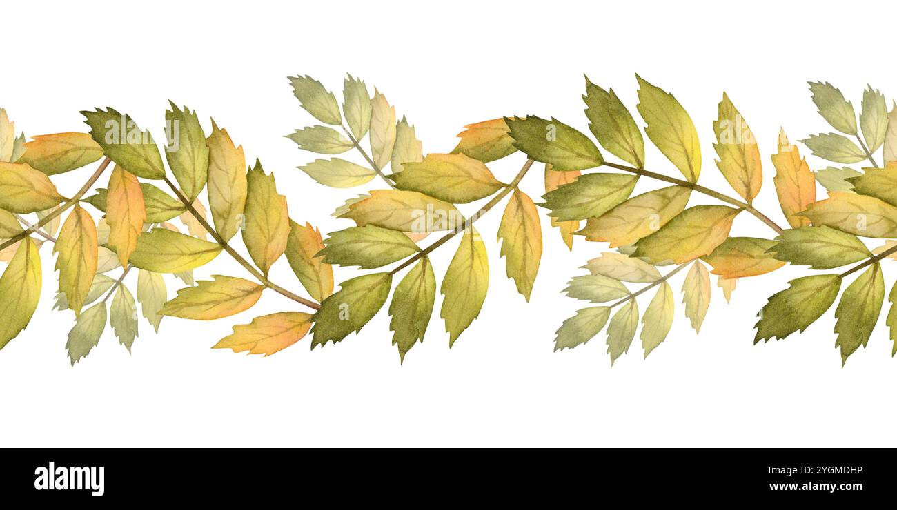 Grünes gelbes rowan hinterlässt nahtlosen Rand des Aquarells isoliert auf weißem Hintergrund. Horizontales Clipart des Forstbaums Stockfoto