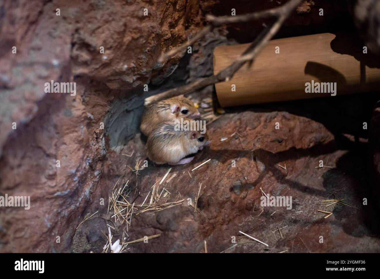 Die Kleinägyptische Rennmaus im Zoo von Wrocław, Polen, zeigt ihre verspielte Natur inmitten eines lebendigen Lebensraums, die Besucher mit ihrem Charme verzaubert Stockfoto