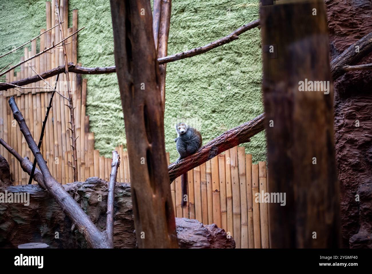 Die Mungos Lemur, ein fesselnder Primaten mit markantem Fell und ausdrucksstarken Augen, kann im Zoo von Wrocław gesehen werden, der ihr spielerisches Verhalten und ihre Sozia zeigt Stockfoto