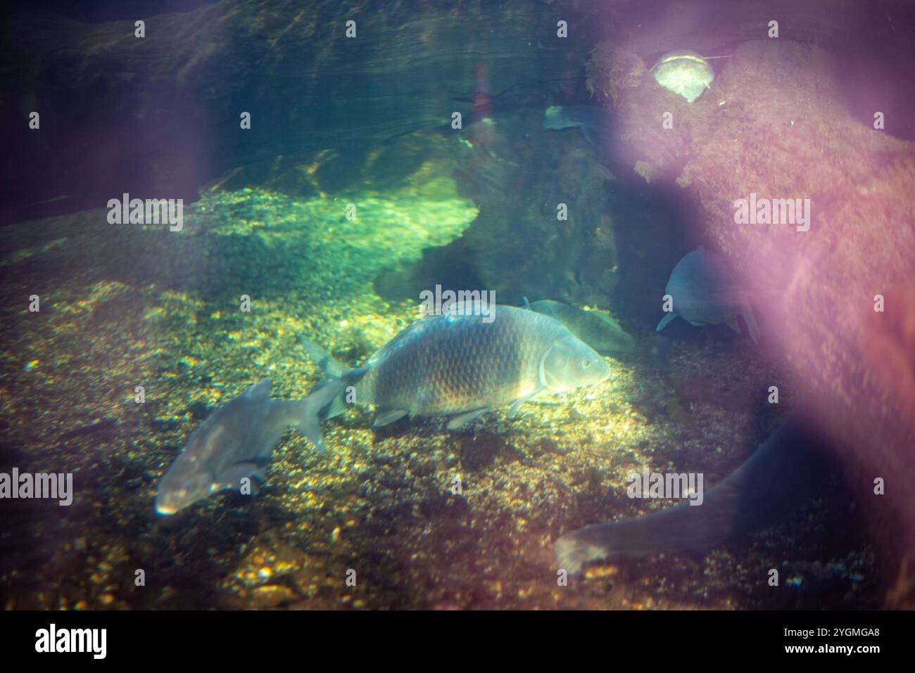 Der Karpfen, ein vielseitiger und anpassungsfähiger Fisch, schwimmt anmutig in den Gewässern des Wrocław Zoo und zeigt seine lebhaften Farben und seine beeindruckende Größe. Stockfoto