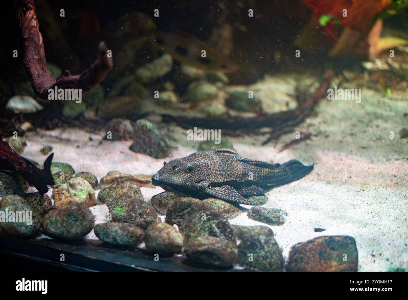 Der Orinoco Segelflossenwelse mit seiner markanten segelartigen Rückenflosse und einzigartigen Mustern gleitet durch die Gewässer des Wrocław Zoo und fesselt Besucher Stockfoto