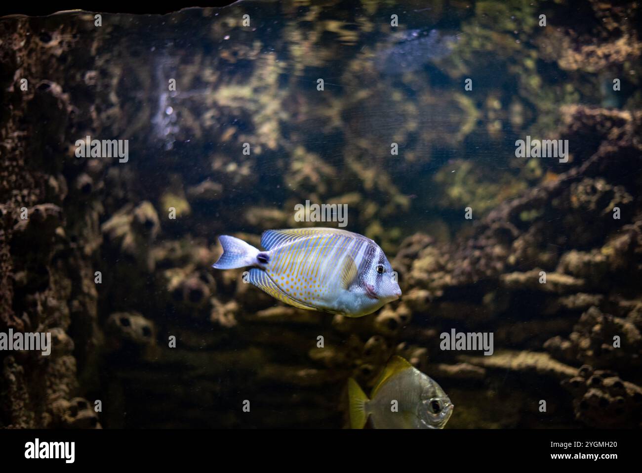 Zebrasoma desjardinii, allgemein bekannt als Segelflosse, zeigt seine lebhaften Farben und seine einzigartige segelartige Flosse, während Sie anmutig im Wasser schwimmen Stockfoto