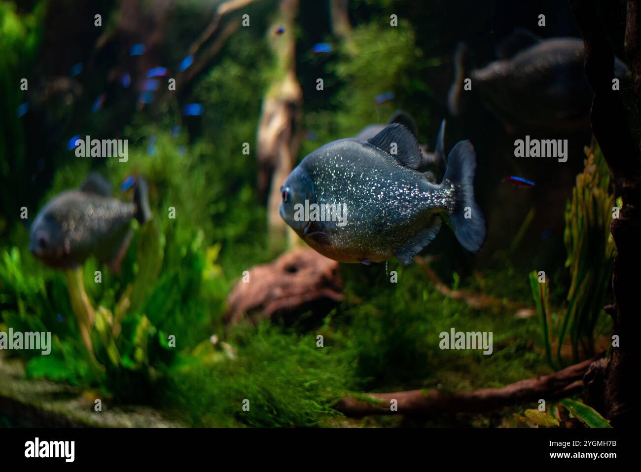 Pygocentrus piraya, allgemein bekannt als Rotbauchpiranha, zeigt seine markanten Farben und scharfen Zähne beim Schwimmen in den Gewässern von Wrocław Zo Stockfoto