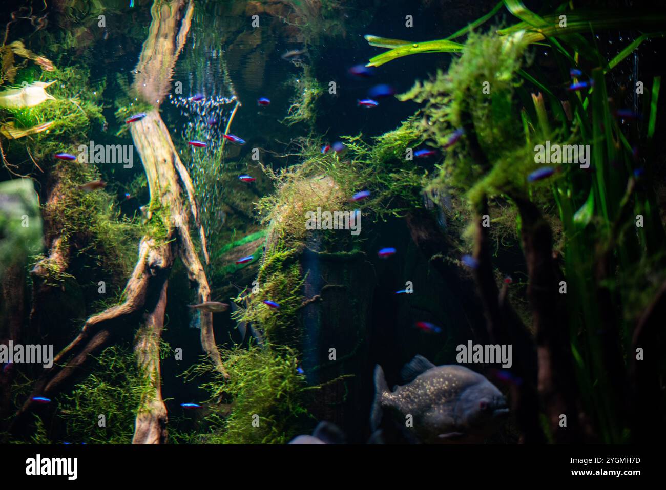 Pygocentrus piraya, allgemein bekannt als Rotbauchpiranha, zeigt seine markanten Farben und scharfen Zähne beim Schwimmen in den Gewässern von Wrocław Zo Stockfoto