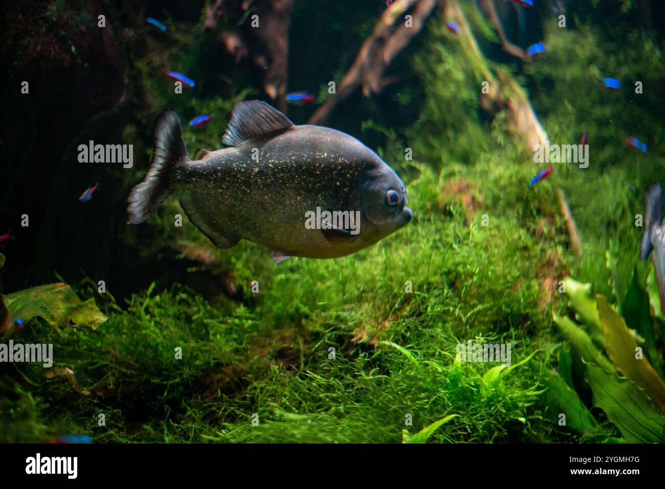 Pygocentrus piraya, allgemein bekannt als Rotbauchpiranha, zeigt seine markanten Farben und scharfen Zähne beim Schwimmen in den Gewässern von Wrocław Zo Stockfoto