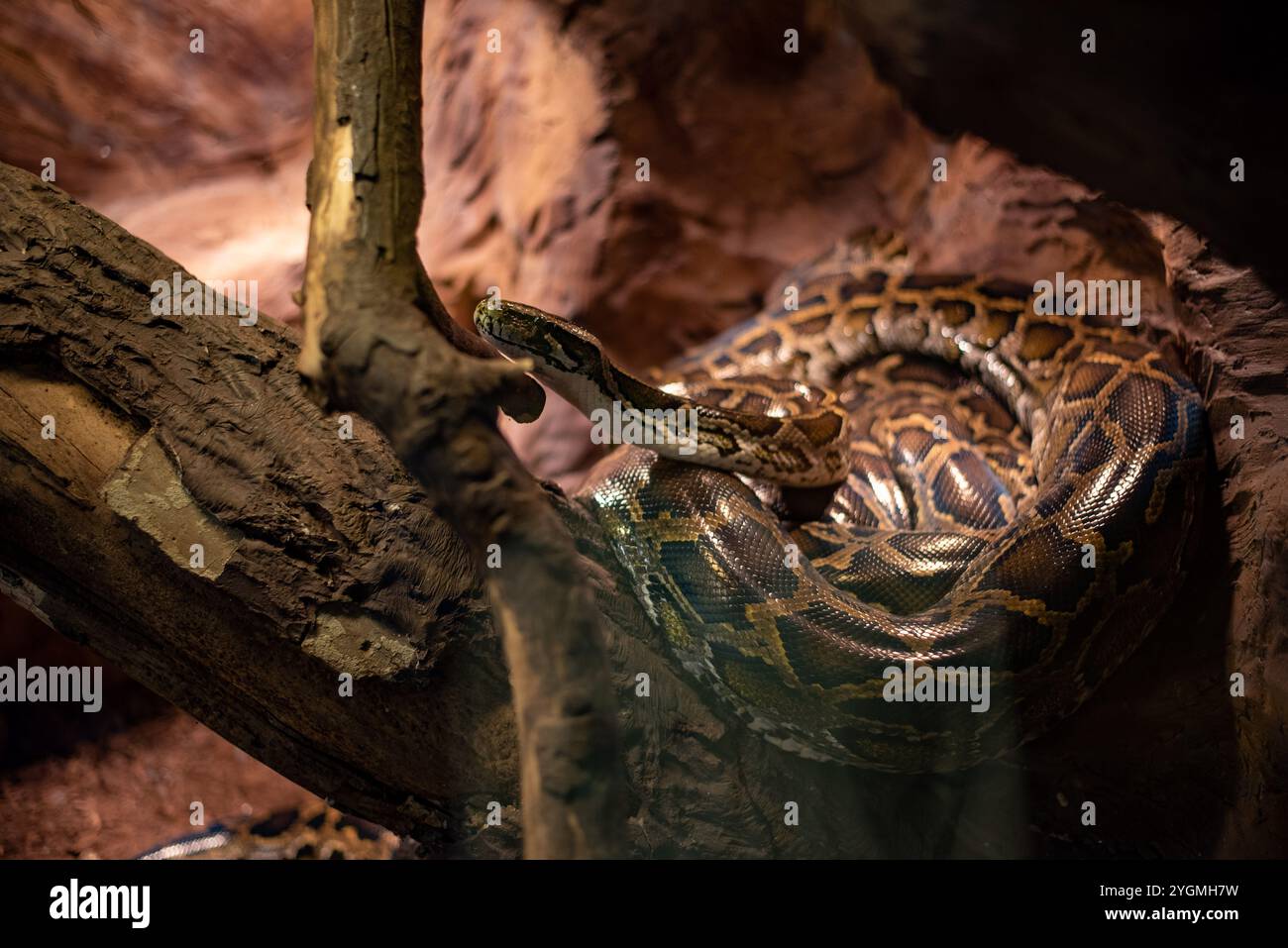 Die indische Python, eine große und markante Schlange, die für ihre schönen Muster bekannt ist, ruht anmutig in ihrem Lebensraum im Zoo von Wrocław und fesselt Besucher mit Stockfoto
