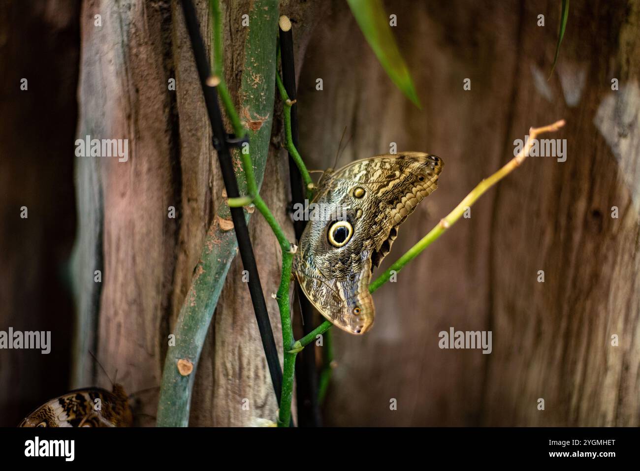 Der Eulenschmetterling, bekannt für seine auffälligen Augenflecken und seine große Flügelspannweite, ruht elegant in der Schmetterlingsausstellung im Zoo von Wrocław und verzaubert Besucher mit Stockfoto