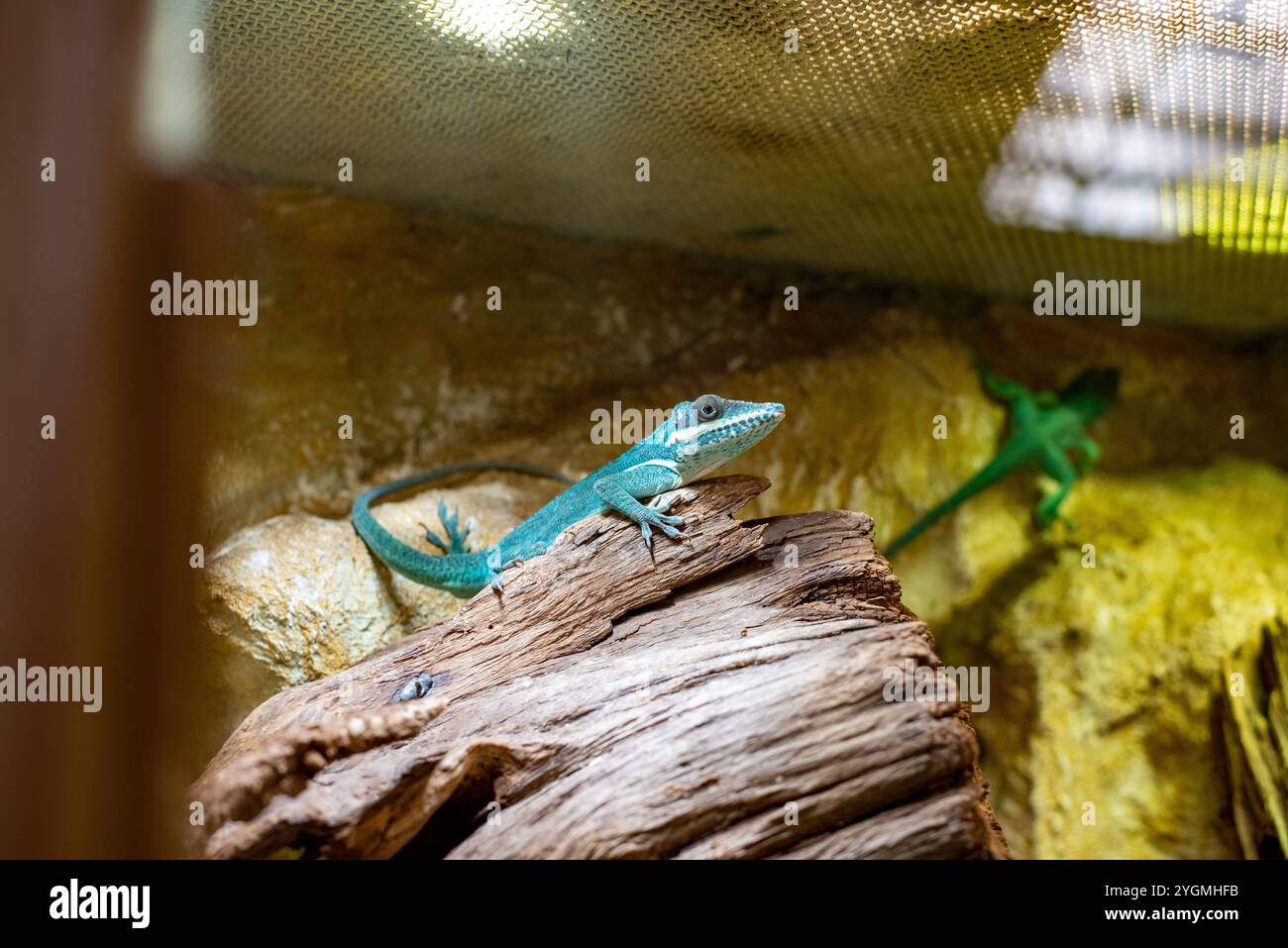 Anolis allisoni, auch bekannt als Allison's Anol, ist eine auffällige Echse, die ihre lebhaften Farben und einzigartigen Anpassungen im Zoo von Wrocław, capt, zeigt Stockfoto