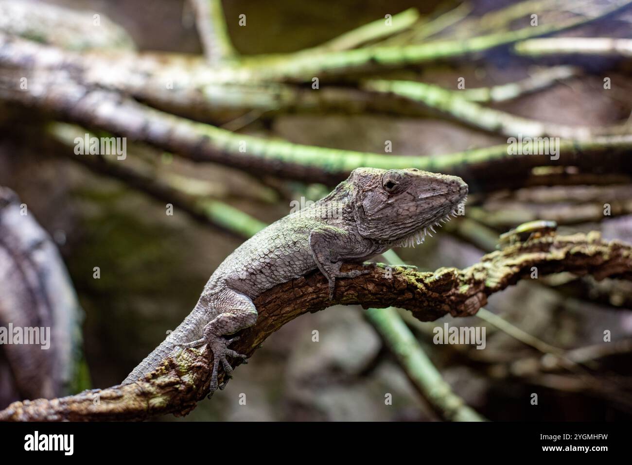 Anolis Cybotes, auch bekannt als Cybotes Anolis Anolis Cybotes, besticht durch seine lebendigen Farben und seine einzigartige Tauflage. Besucher im Zoo von Wrocław sind es Stockfoto