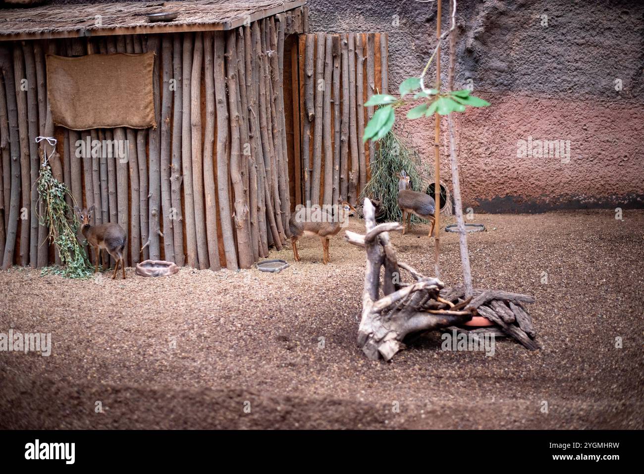 Kirks Dik-dik, eine kleine und anmutige Antilope, wird oft im Zoo von Wrocław gesichtet, die Besucher mit ihren zarten Merkmalen, großen Augen und ihrer Agilität fasziniert Stockfoto