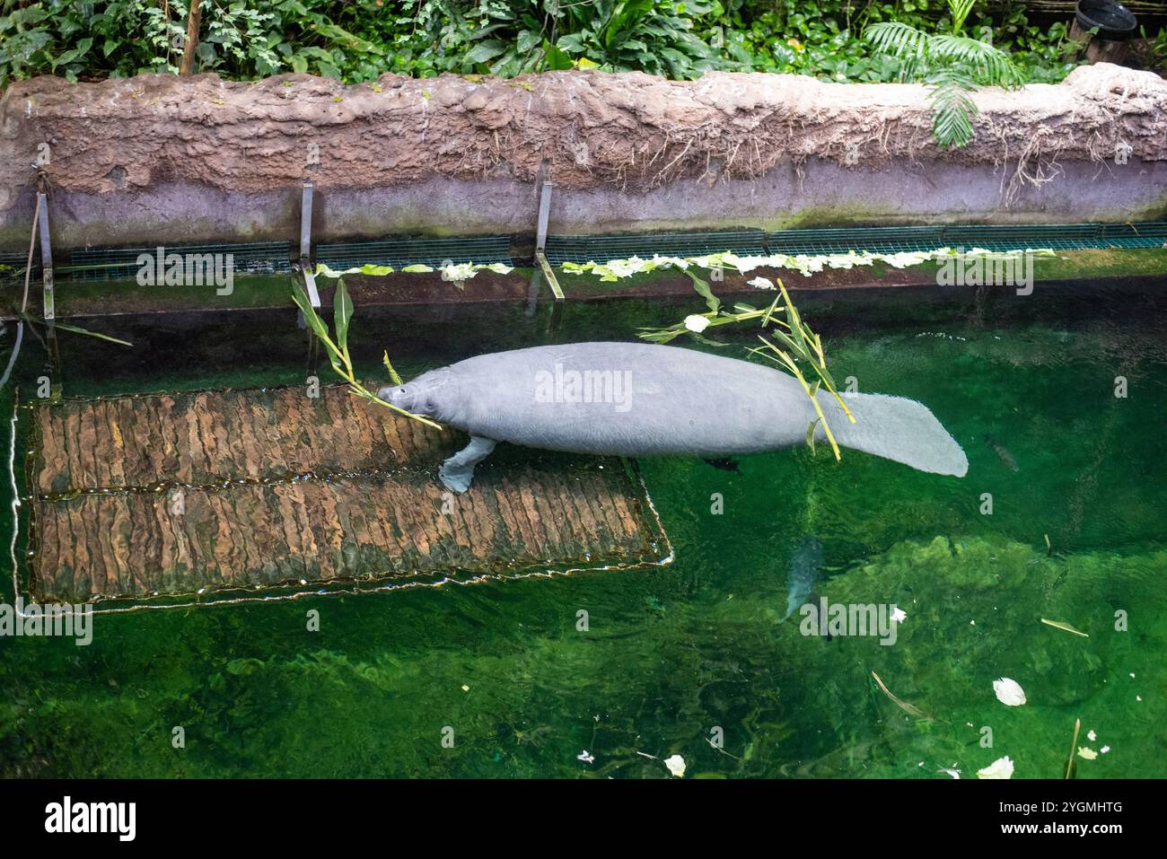 Nordamerikanische Seekühe, ein Antillen-Seekühe (Trichechus manatus manatus) im Zoo von Breslau, Polen, schwimmt anmutig im klaren Wasser und zeigt seine g Stockfoto