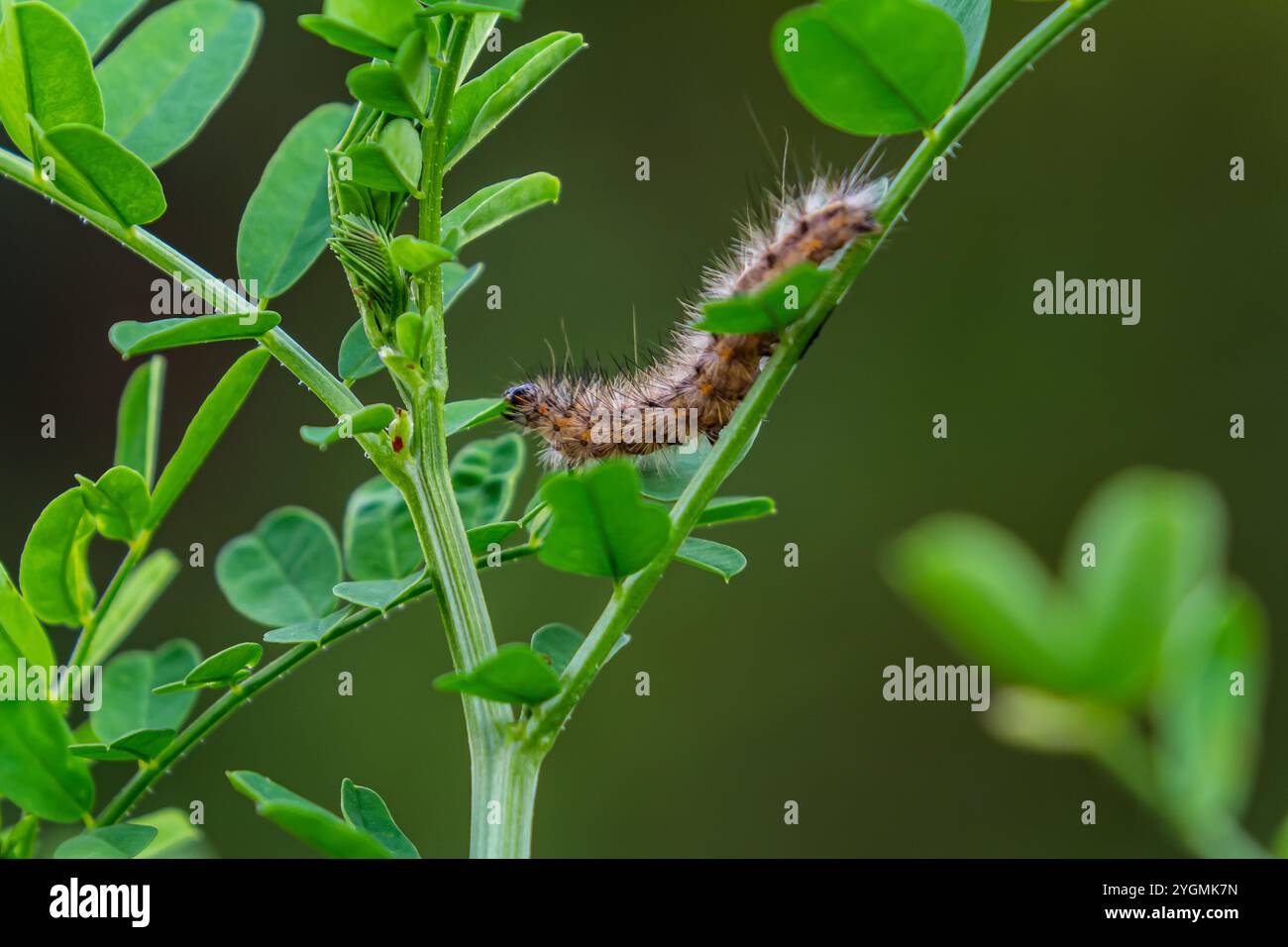 Haarige raupe auf saftig frischen grünen Blättern. Fellende raupe vor weichem, unscharfem Hintergrund. Stockfoto