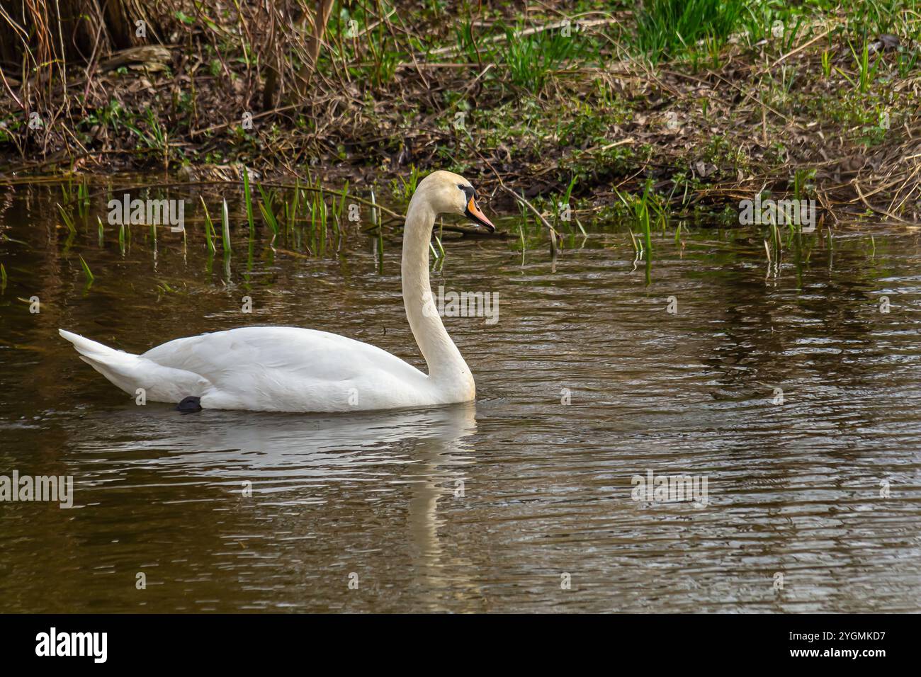 Ein weißer, stummer Schwan schwimmt auf einem ruhigen Gewässer. Das Wasser ist blau. Der Schwan hat seine Flügel leicht angehoben. Stockfoto