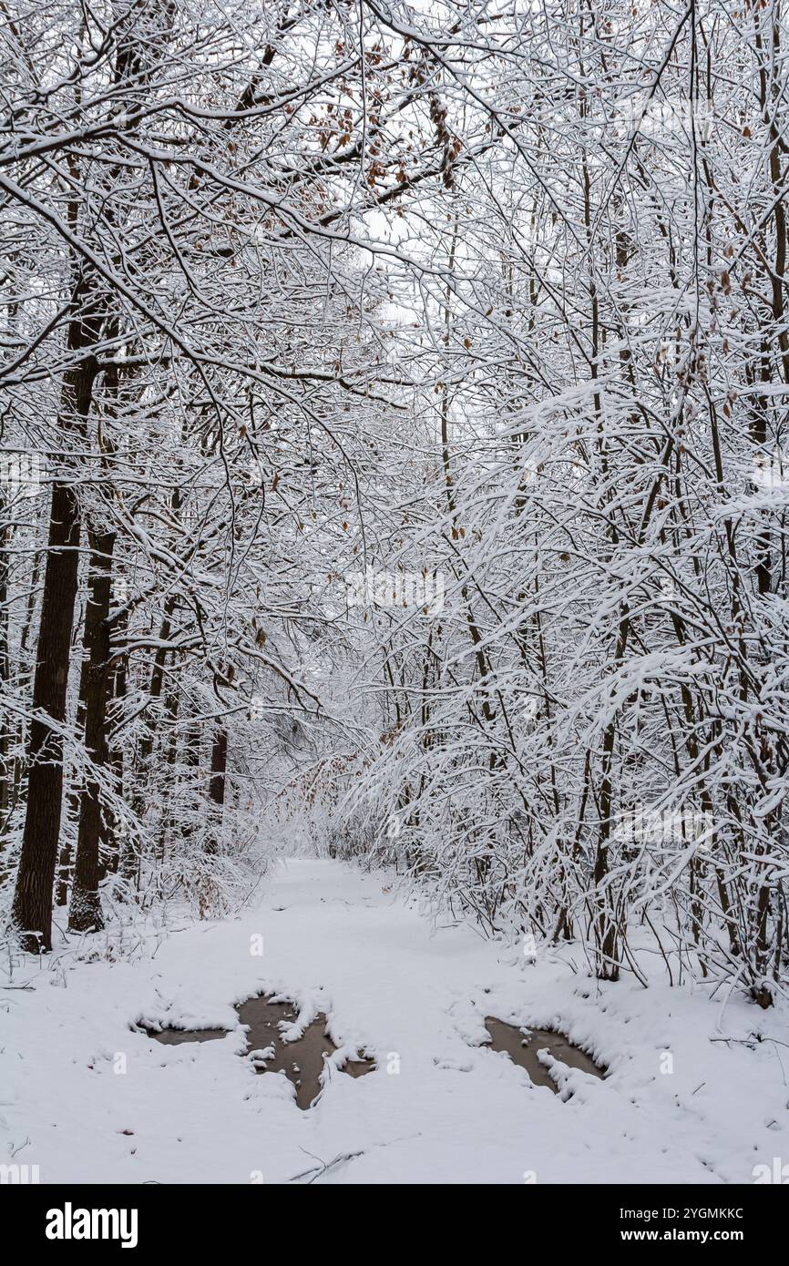 Gemäßigter Laubwald mit schneebedeckten Hainbuchen-Carpinus betulus-Bäumen. Stockfoto