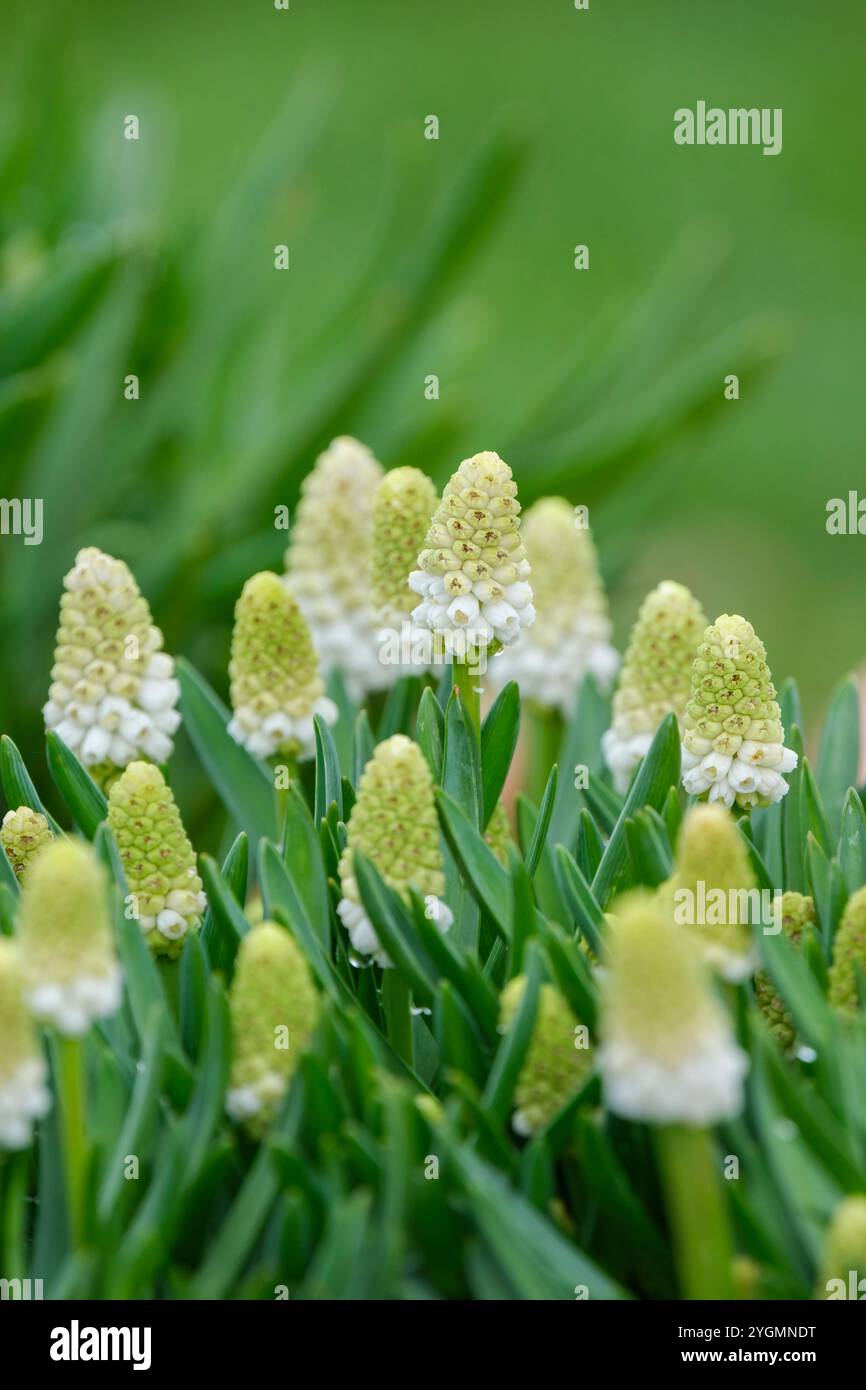 Muscari aucheri White Magic, Traubenhyazinthe White Magic, dichte Köpfe urnenförmige weiße Blüten im Frühjahr Stockfoto