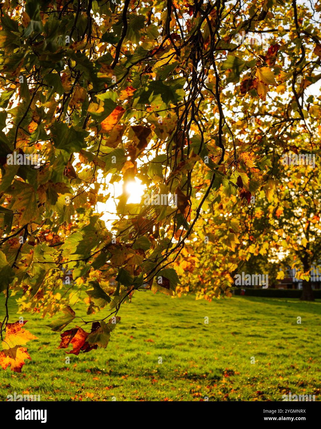 London - 10 15 2022: Herbstbeleuchtung Stockfoto