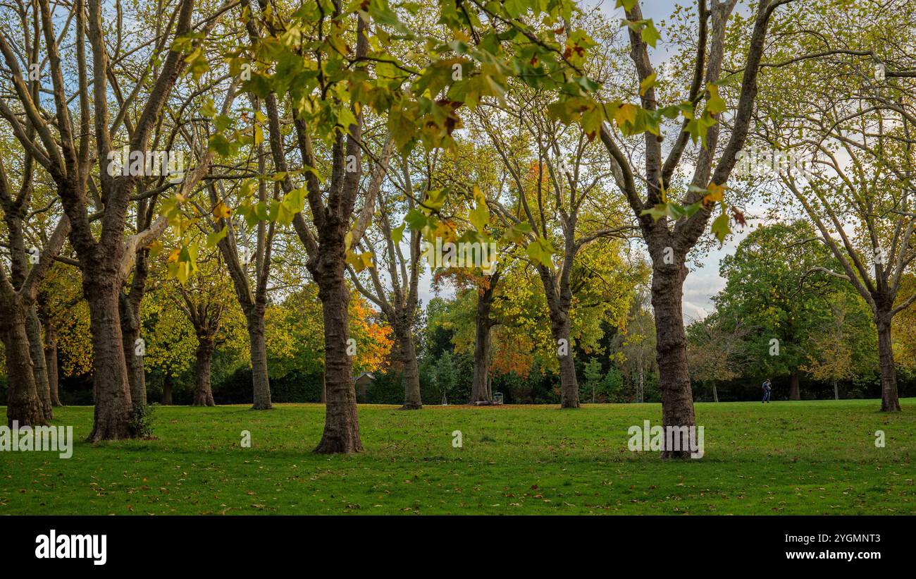 Londra - 10 15 2022: Ring A-Ring o’ Trees Stockfoto