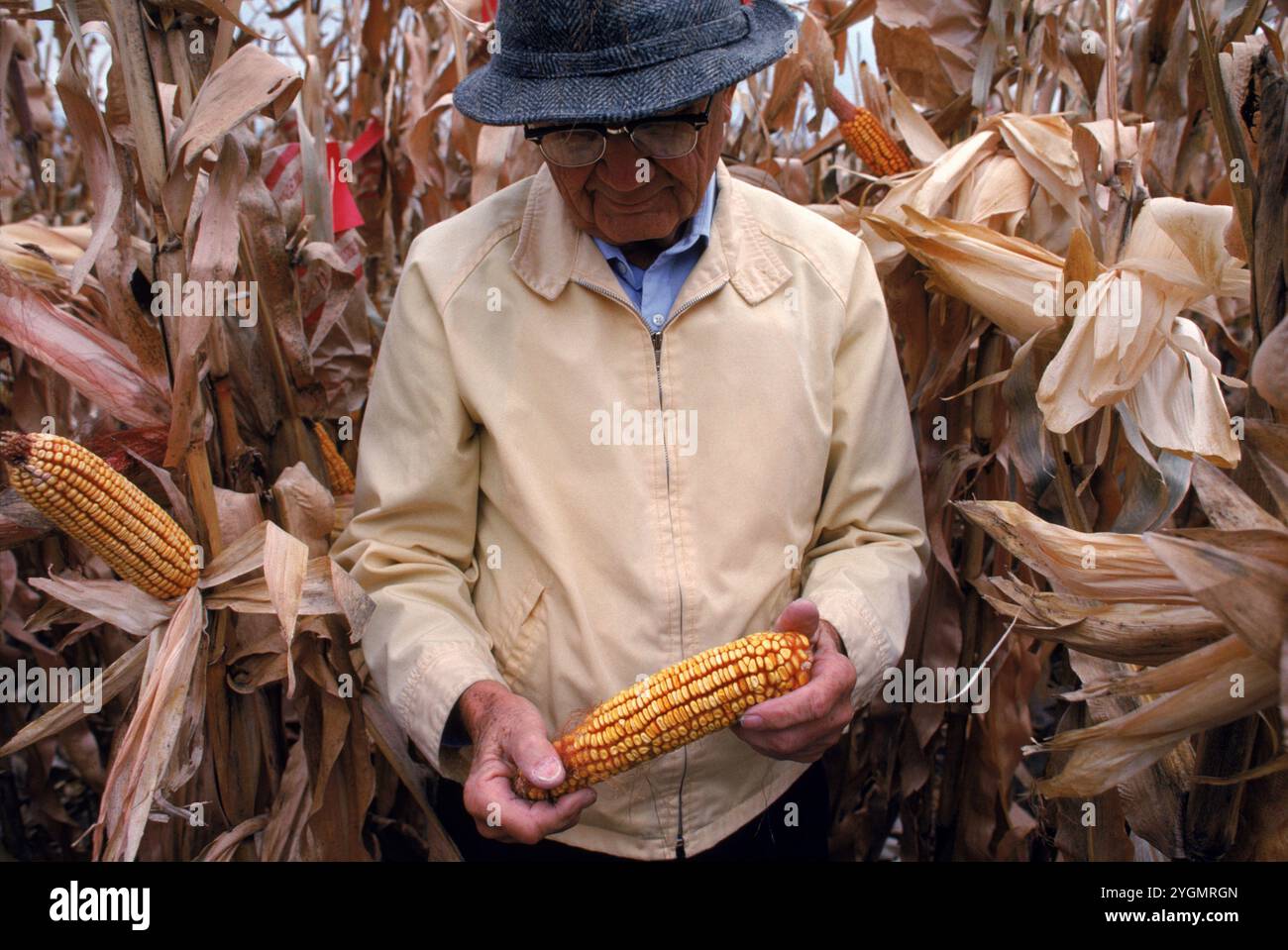 IA: Pionier Hi-Bred HQ in Johnson: Dr. R. Baker, Experte für Maiszucht, in Testfeldern und mit ertragssteigernden Hybriden Stockfoto