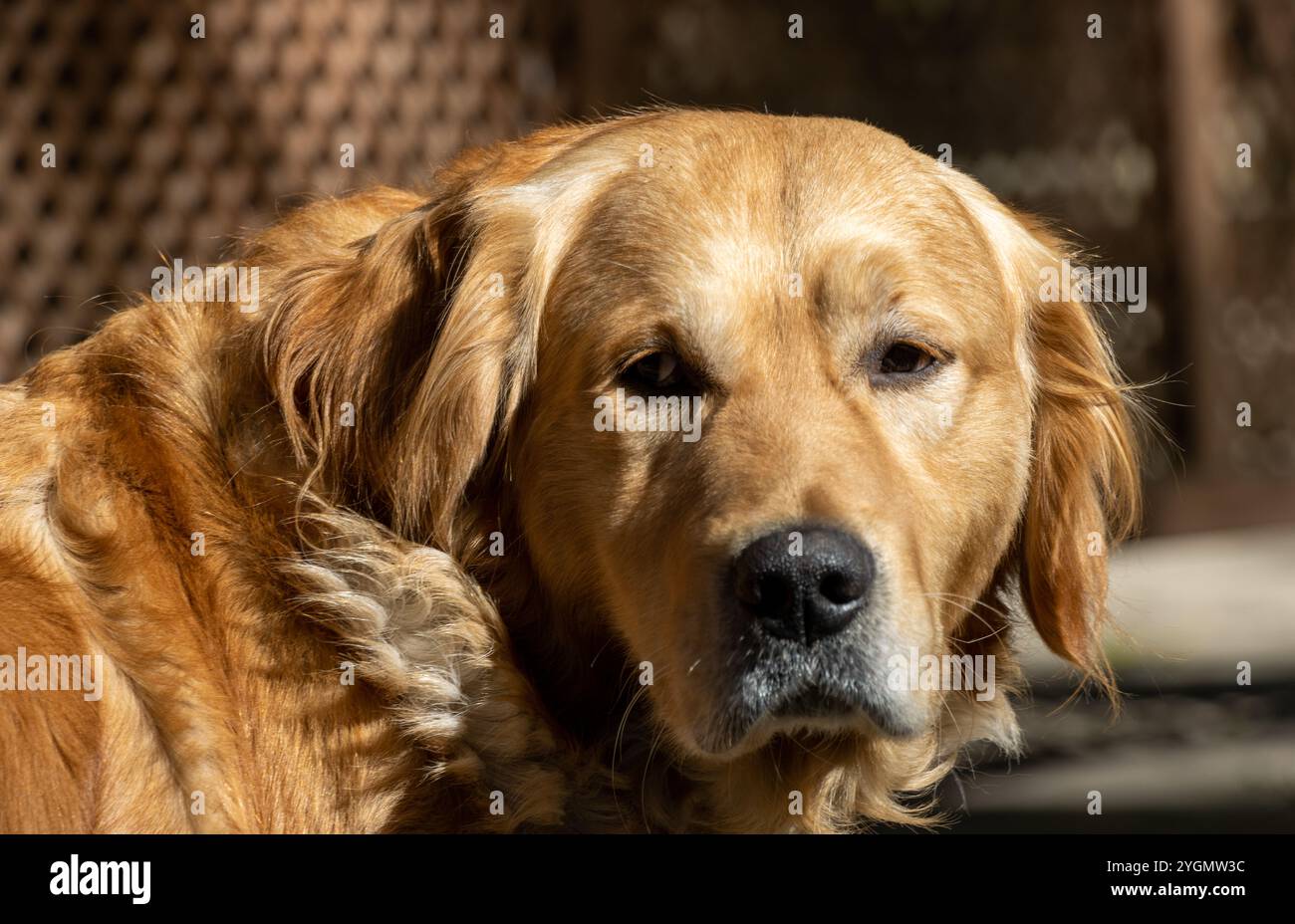 Schottisches Golden Retriever Hundeporträt am sonnigen Tag Stockfoto