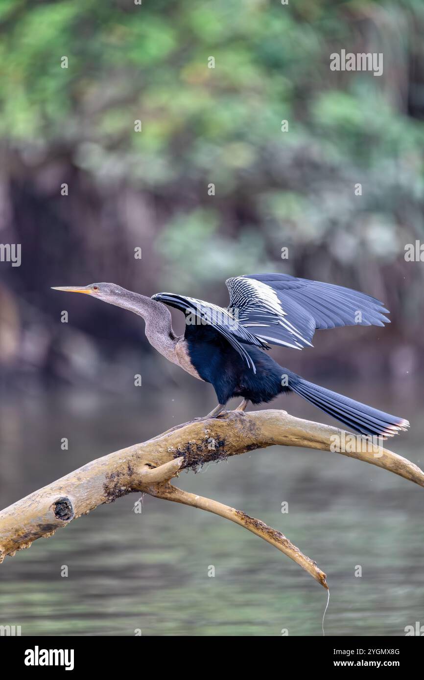 Tropischer Vogel Snakebird, Dart, amerikanischer Dart oder wasserpute (Anhinga anhinga). River Tarcoles. Tierwelt und Vogelbeobachtung in Costa Rica. Stockfoto
