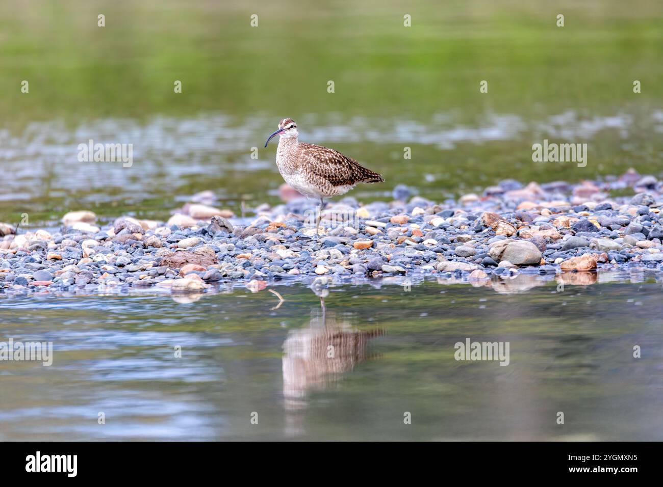 Eurasischer oder gemeiner Wimbrel, Numenius phaeopus. River Tarcoles, Tierwelt und Vogelbeobachtung in Costa Rica. Stockfoto