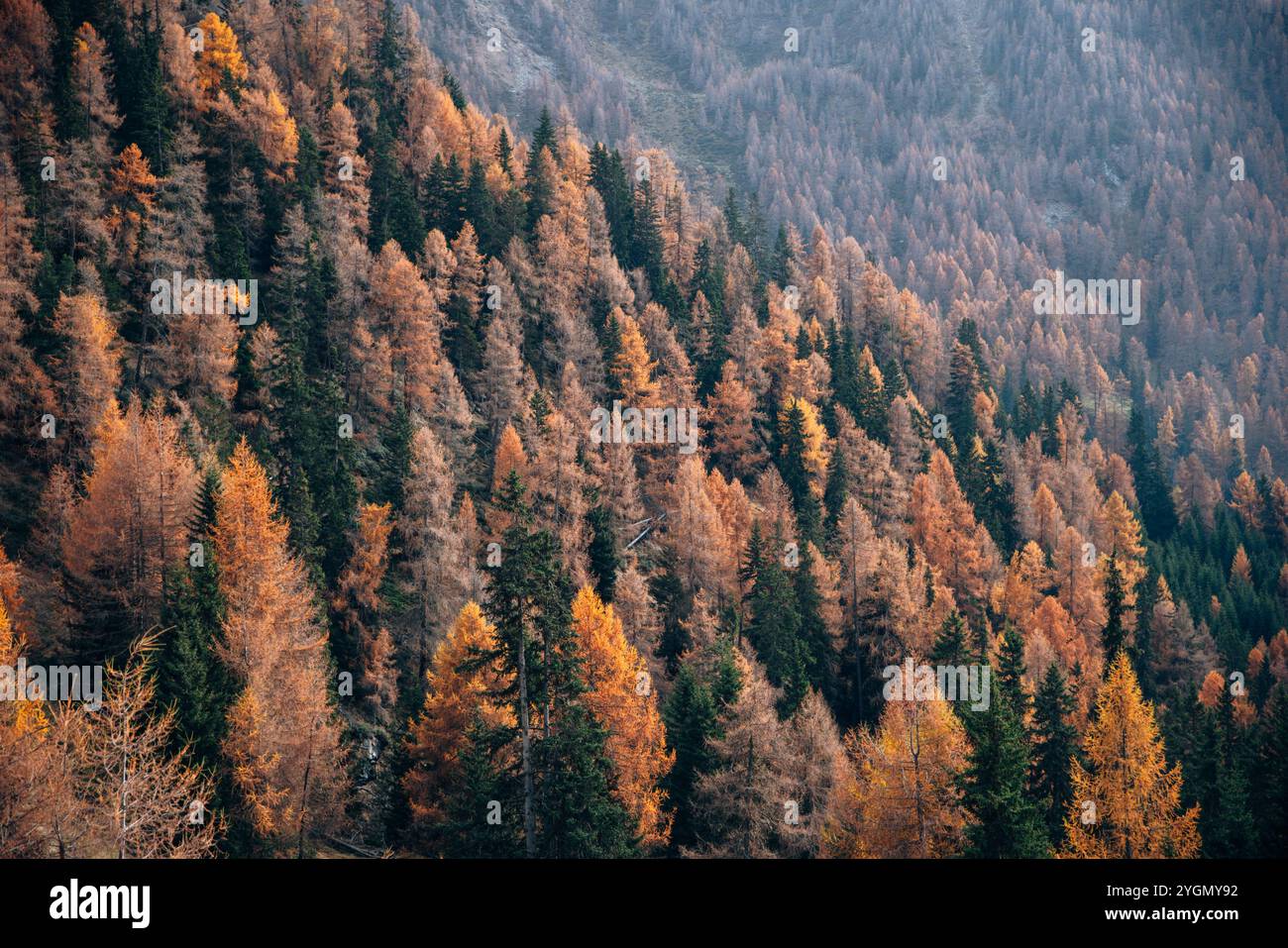 Der goldene Herbstwald bedeckt einen Berg mit lebhaften, erdigen Tönen Stockfoto