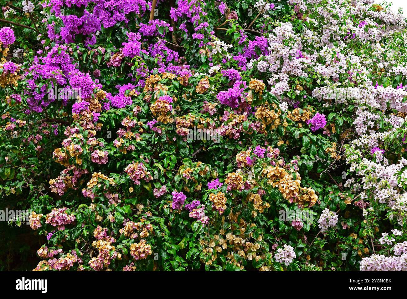 Blühende Bougainvillea (Bougainvillea glabra) in Ribeirao Preto, Sao Paulo, Brasilien Stockfoto