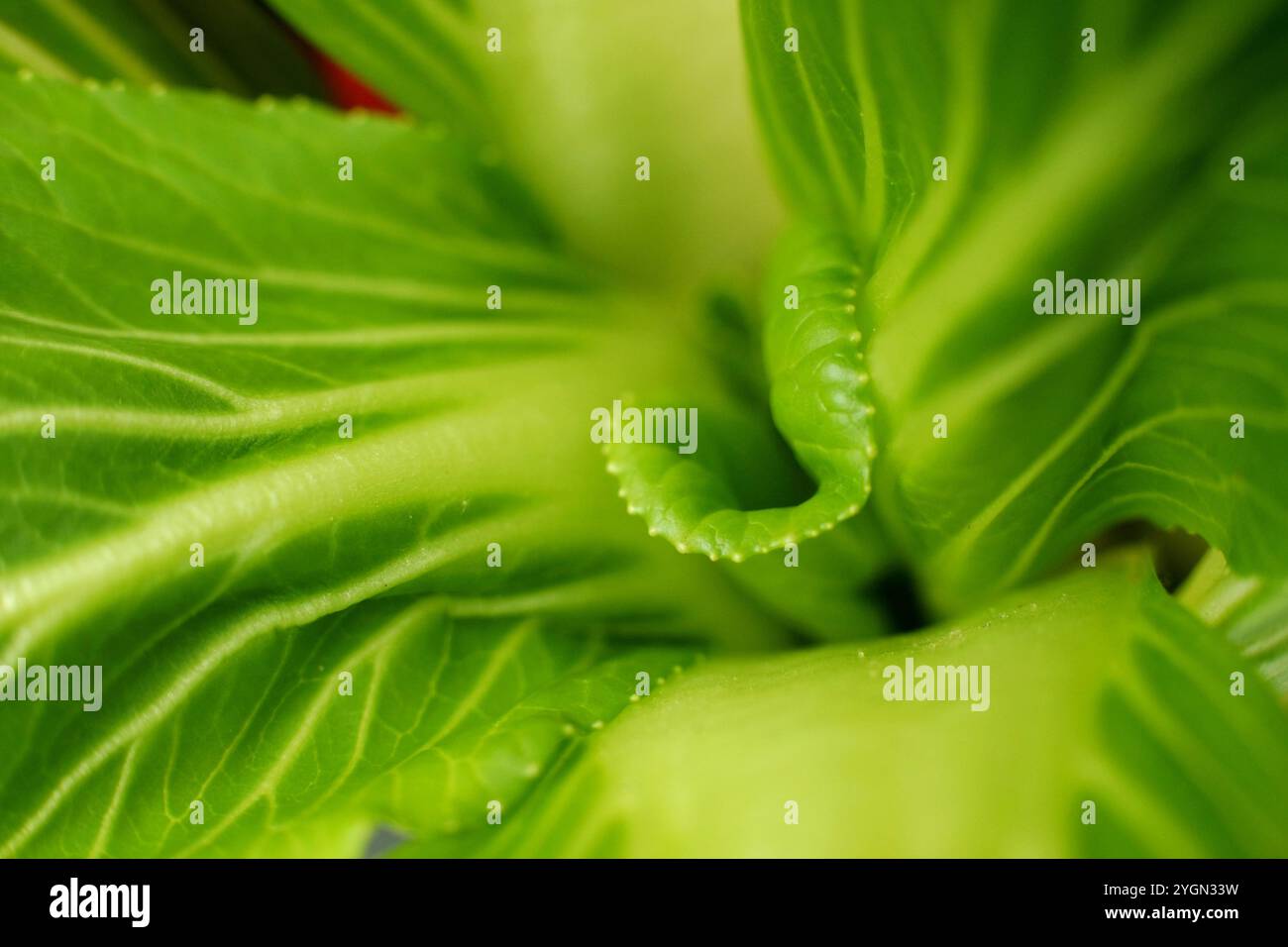 Makroaufnahme von Pac Choi-Blättern mit feinen Adern und Blatträndern mit winzigen, hellen Unebenheiten. Die Farbe ist leuchtend gelb-grün. Detaillierte Textur und n Stockfoto
