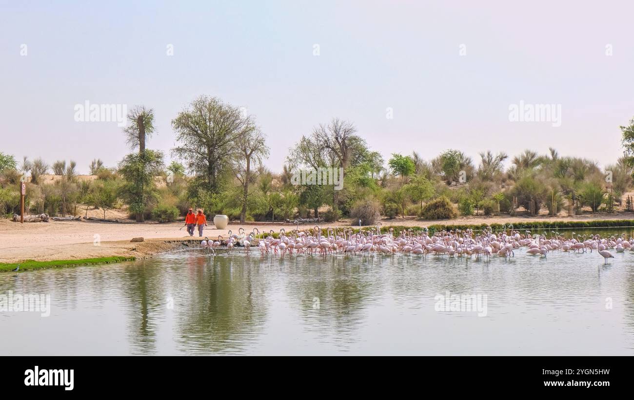Zwei Arbeiter des Schutzgebietes, die nach der Flamingofütterung am See entlang laufen, Al Qudra Lakes, Al Marmoom Desert Conservation Reserve Stockfoto