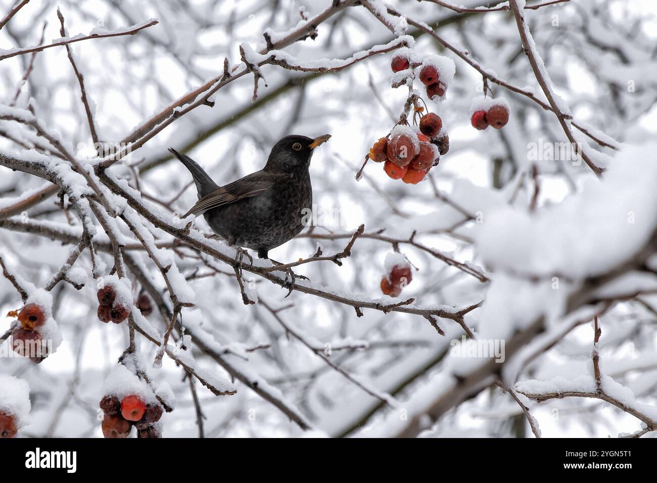 Schwarzvogel. Russland Stockfoto