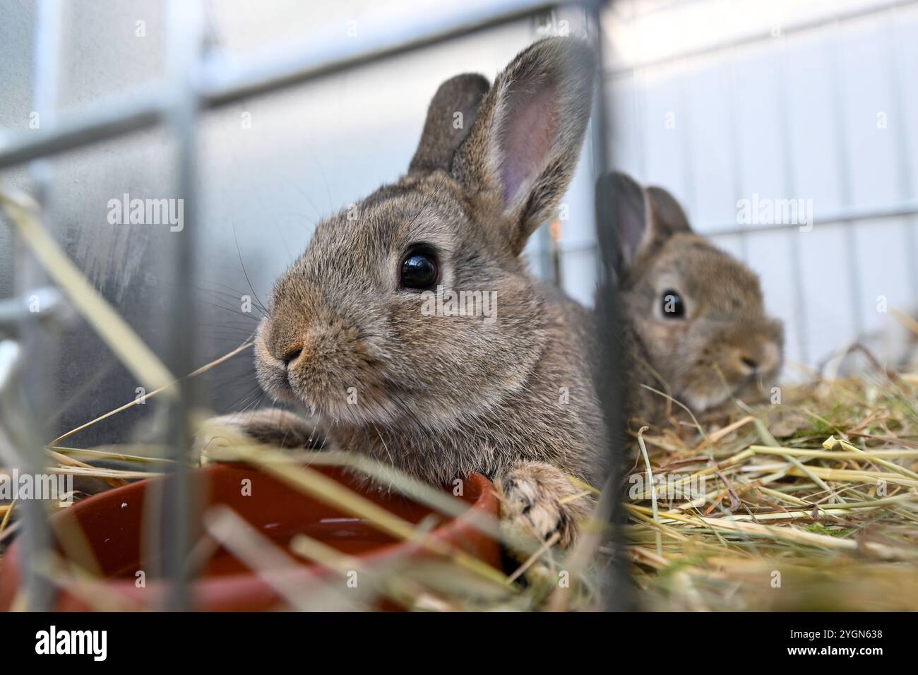 Brünn, Tschechische Republik. November 2024. Ausstellung exotischer Vögel, Meerschweinchen und anderer gezüchteter Tiere in den Gewächshäusern des Botanischen Gartens der Fakultät für Wissenschaft der Masaryk-Universität, Brünn, 8. November 2024. Hier ist das Hauskaninchen Oryctolagus cuniculus f. domestica abgebildet. Quelle: Vaclav Salek/CTK Photo/Alamy Live News Stockfoto