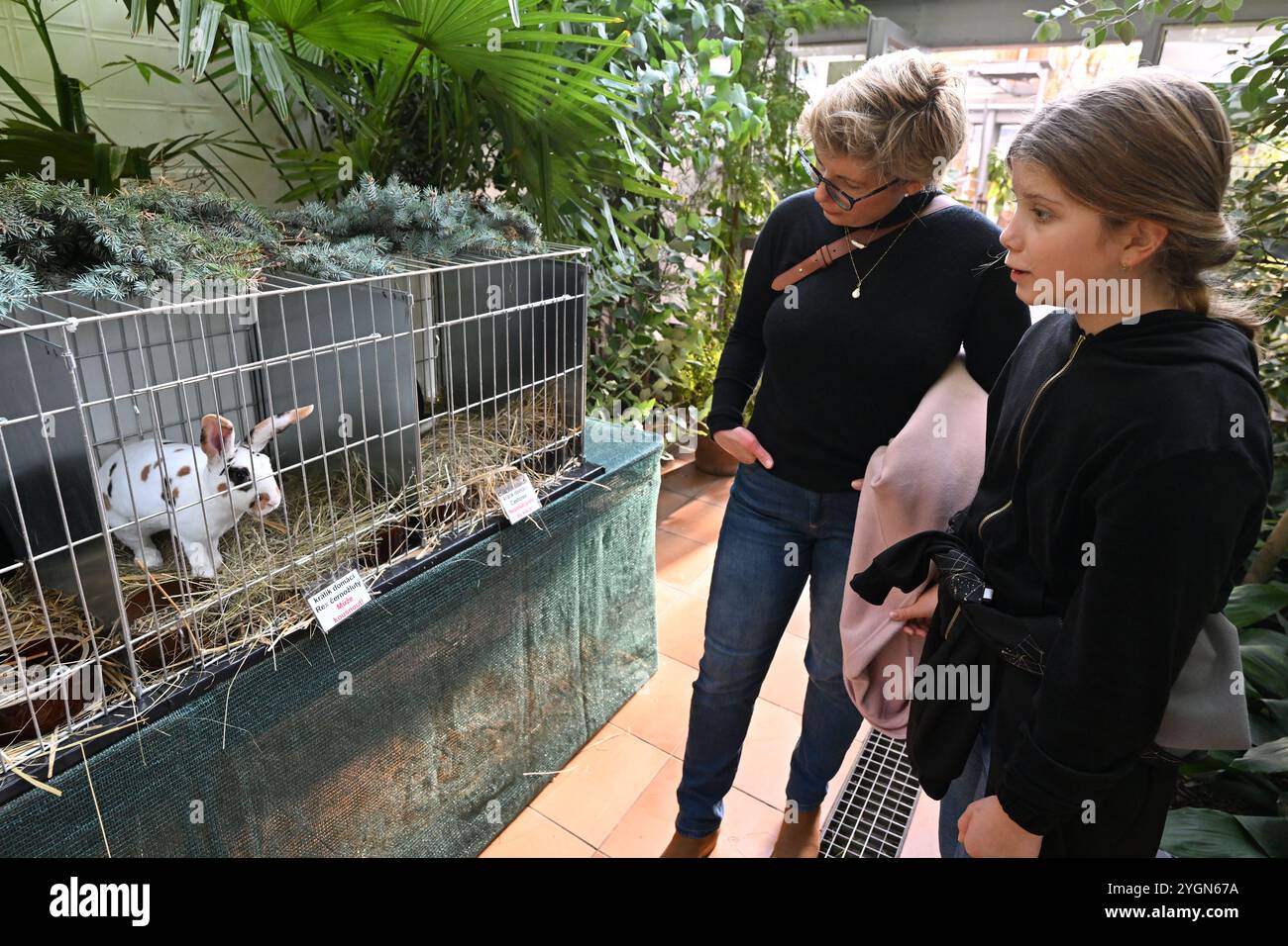 Ausstellung exotischer Vögel, Meerschweinchen und anderer gezüchteter Tiere in den Gewächshäusern des Botanischen Gartens der Fakultät für Wissenschaft der Masaryk-Universität, Brünn, 8. November 2024. Hier ist das Hauskaninchen Oryctolagus cuniculus f. domestica abgebildet. (CTK Photo/Vaclav Salek) Stockfoto