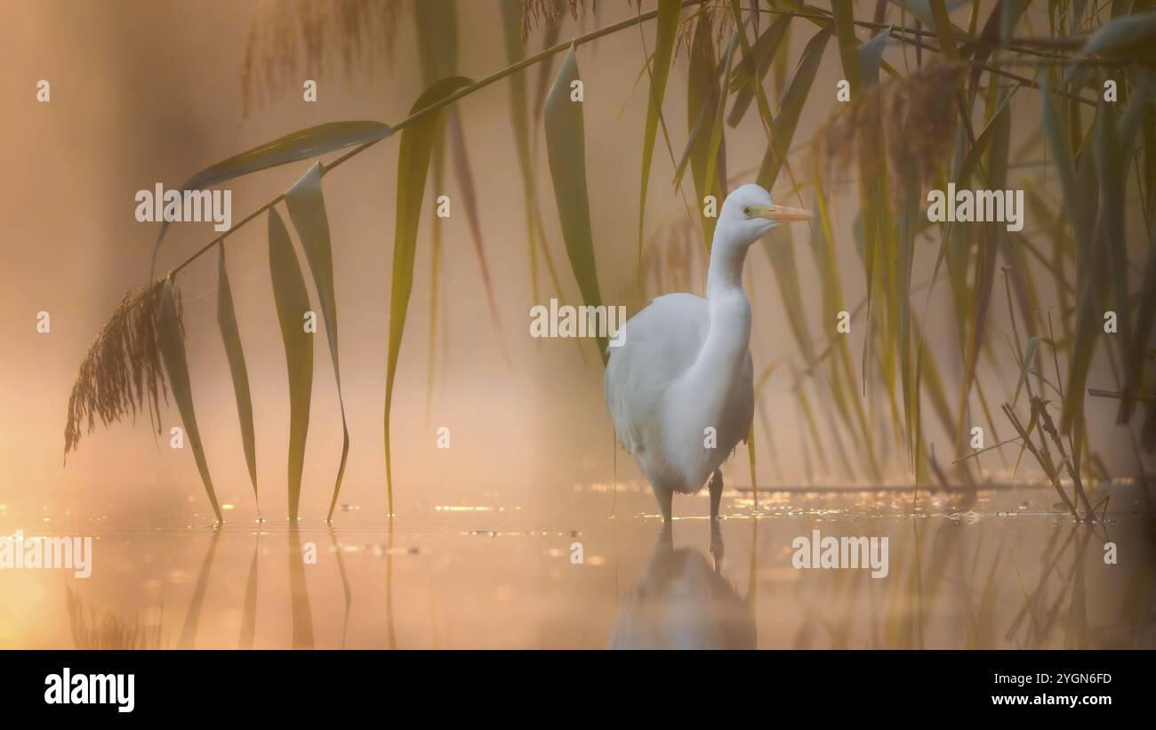 Großer Weißreiher (Ardea alba) Winterbesucher, Zugvogel, Licht, Ruhevogel, Sonnenaufgang, schilfgürtel, Nebel, Fliegen, Futtersuche, Seenlandschaft, Mitte Stockfoto