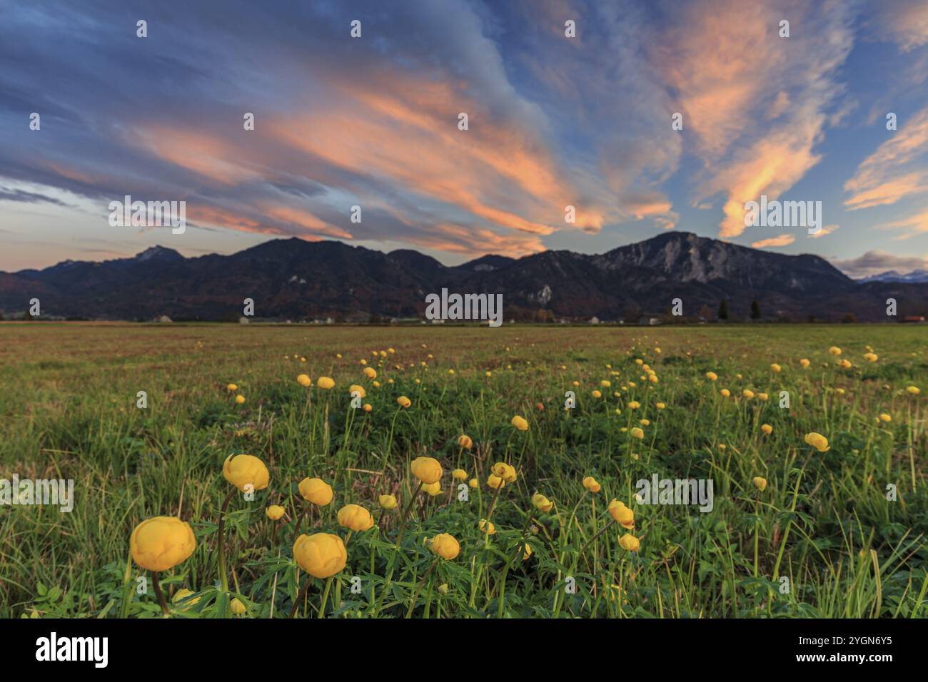 Trollblüten (Trollius europaeus), Abendlicht, bewölkte Stimmung, Herbst, Herbstblüte, Klimawandel, Loisach-Kocheler Moor, Bayern, Deutschland, EU Stockfoto