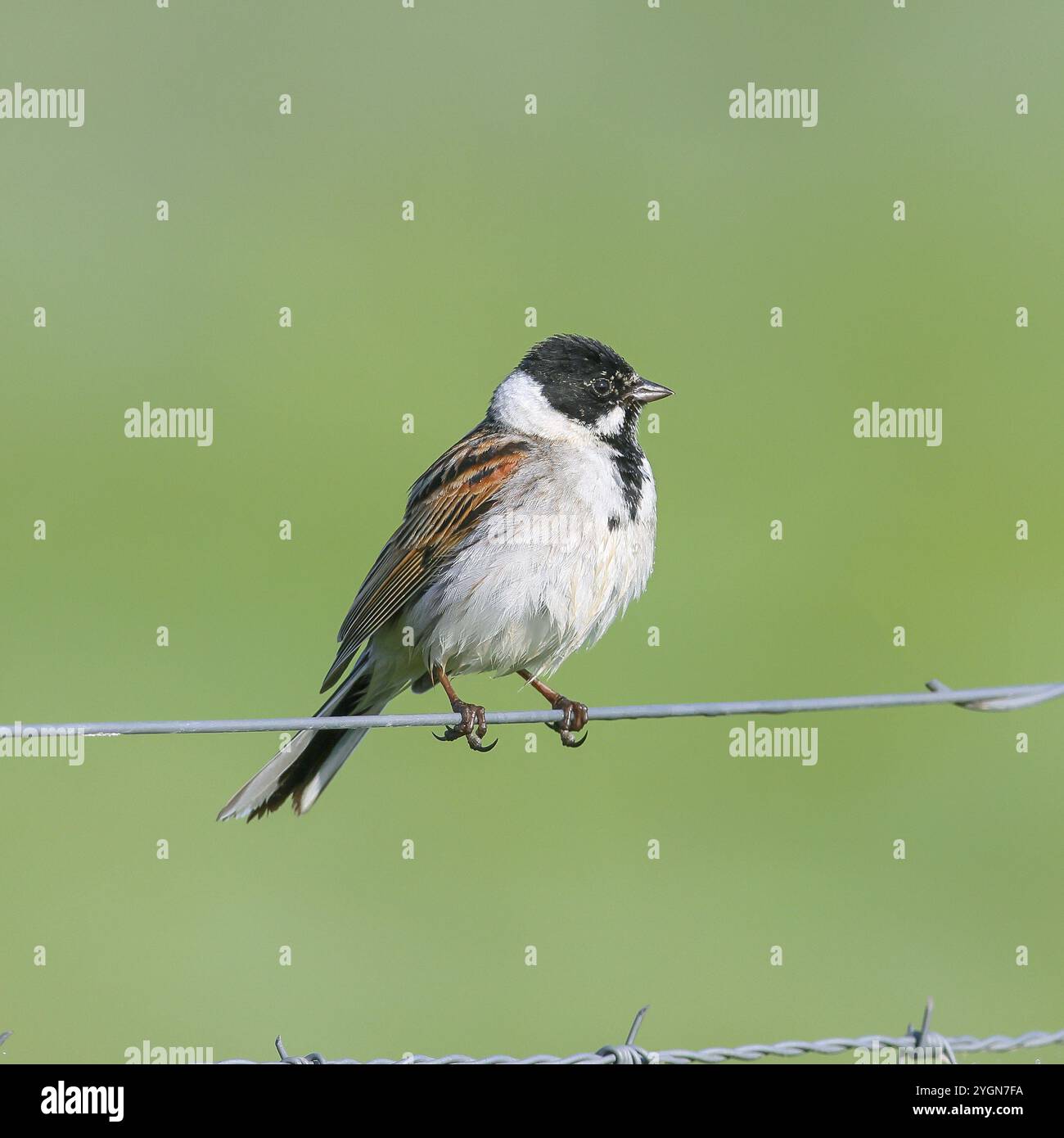 Schilfffahne (Emberiza schoeniclus) männlich sitzend auf einem Drahtzaun, singvogel, Wildtiere, Ochsenmoor, Naturpark Duemmer See, Huede, Niedersachsen, Deutschland Stockfoto