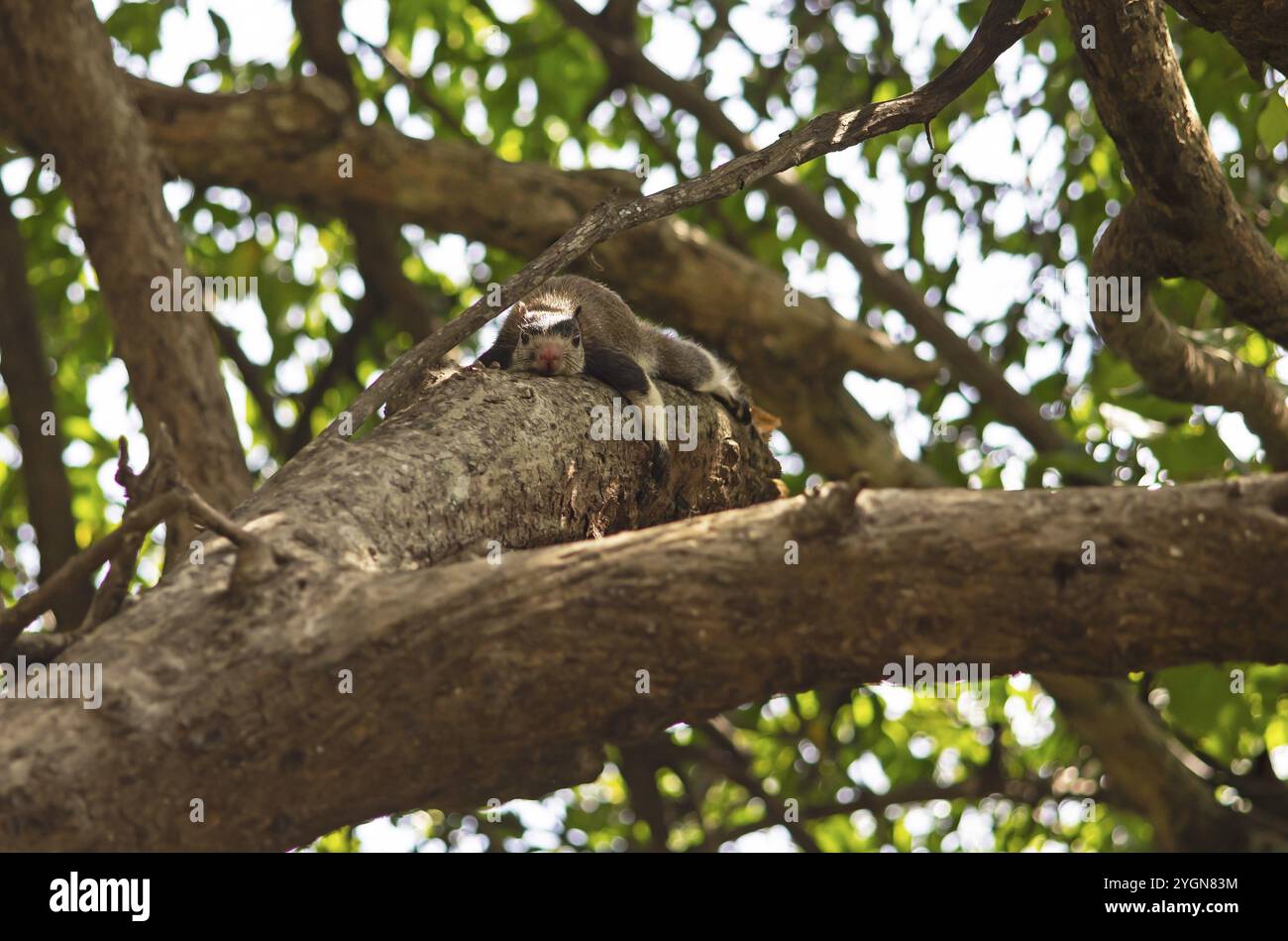 Sri Lanka Riesenhörnchen (Ratufa macroura) auf einem Baum, Habarana, Anuradhapura, Nordprovinz, Sri Lanka, Asien Stockfoto