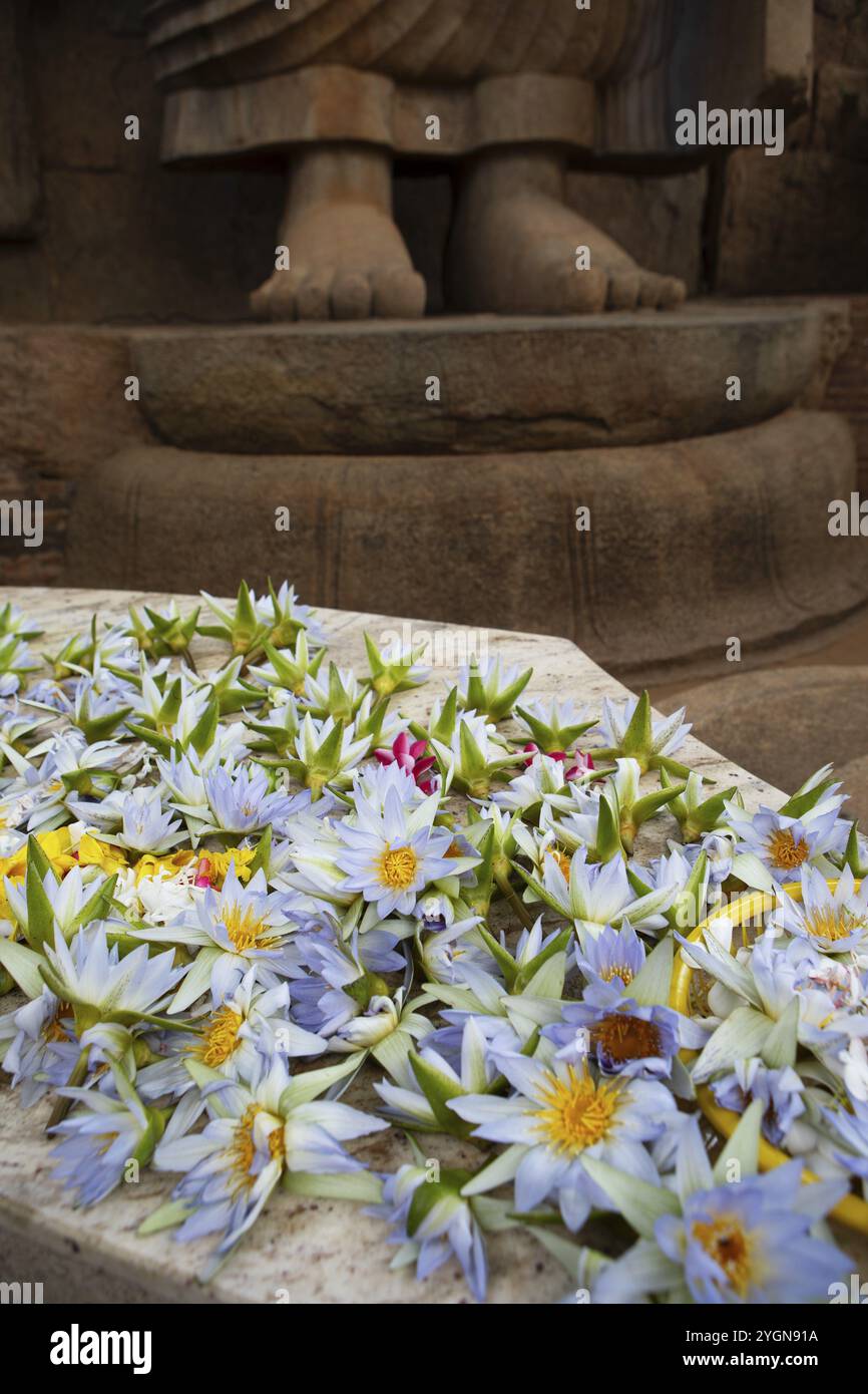 Lotus blüht als Opfergaben, hinter den Füßen der Avukana Buddha Statue, Zentralprovinz, Sri Lanka, Asien Stockfoto