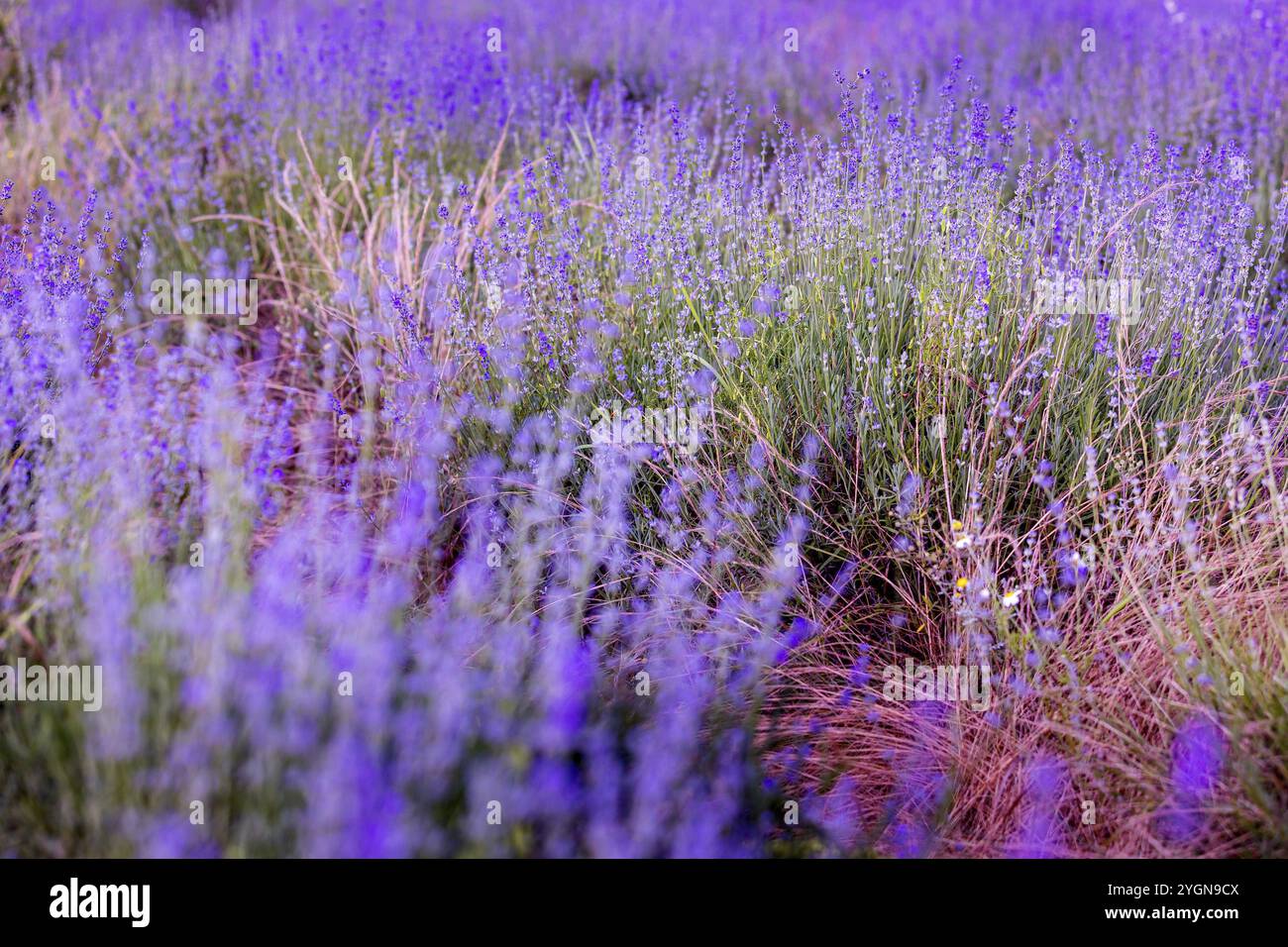 Lavendelblumenfeld Hintergrund, schöne lila Farben Stockfoto