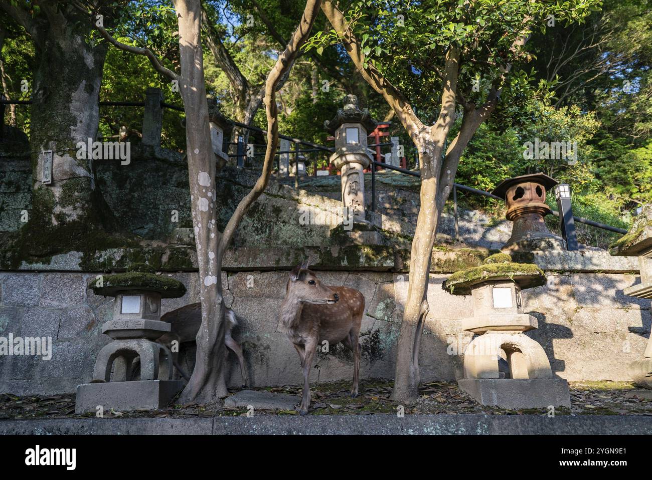 Ein Hirsch klettert zwischen Steinlaternen in einem Tempelkomplex. Hunderte von Hirschen (sika-Hirschen) leben zwischen den Tempeln und Schreinen im Nara Park und sind keine Stockfoto