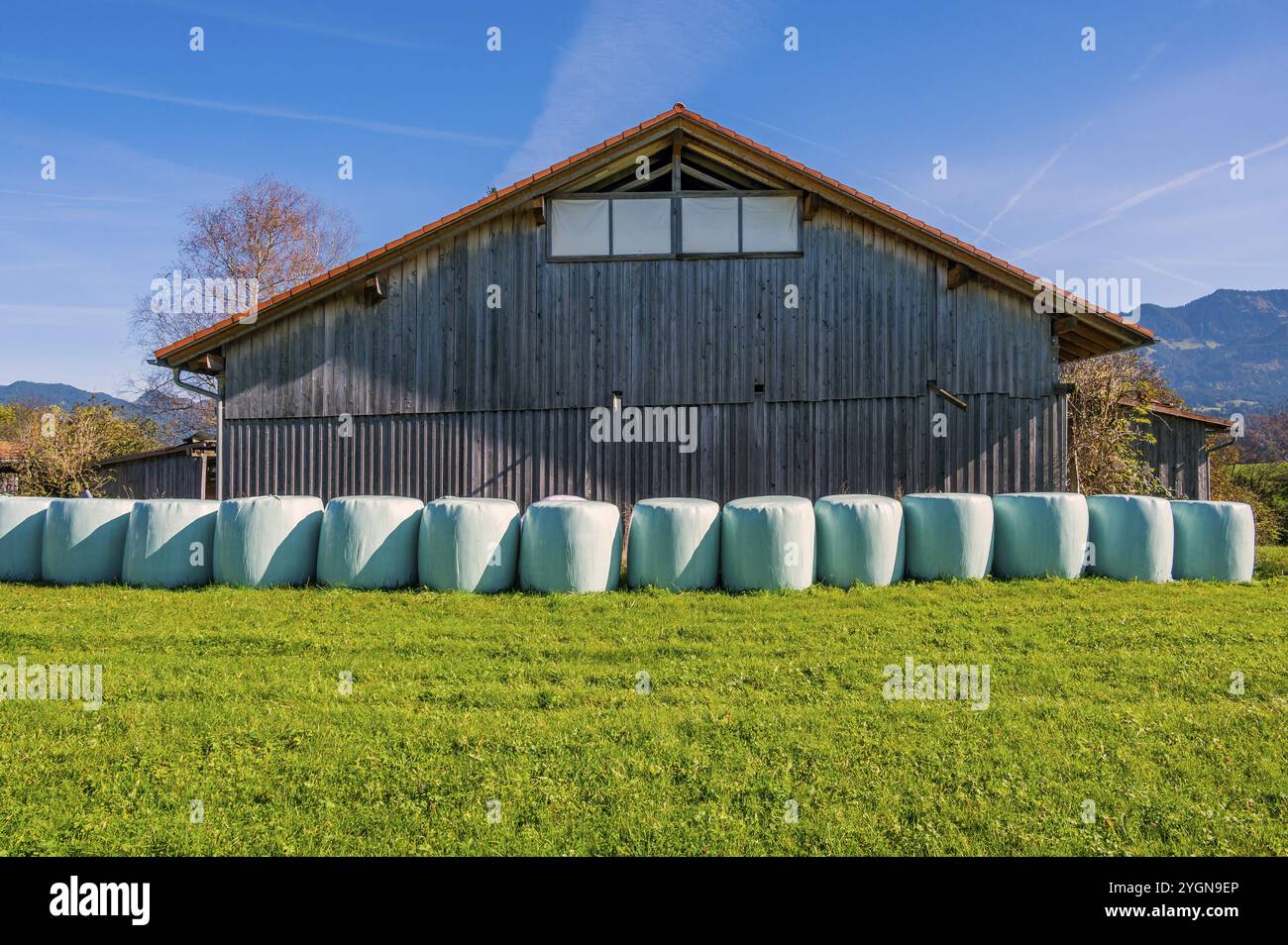 Scheune mit Gras in Rundballen, Rundballensilage, auf dem Schweineberg, blauer Himmel, bei Ofterschwang, Allgaeu, Bayern, Deutschland, Europa Stockfoto