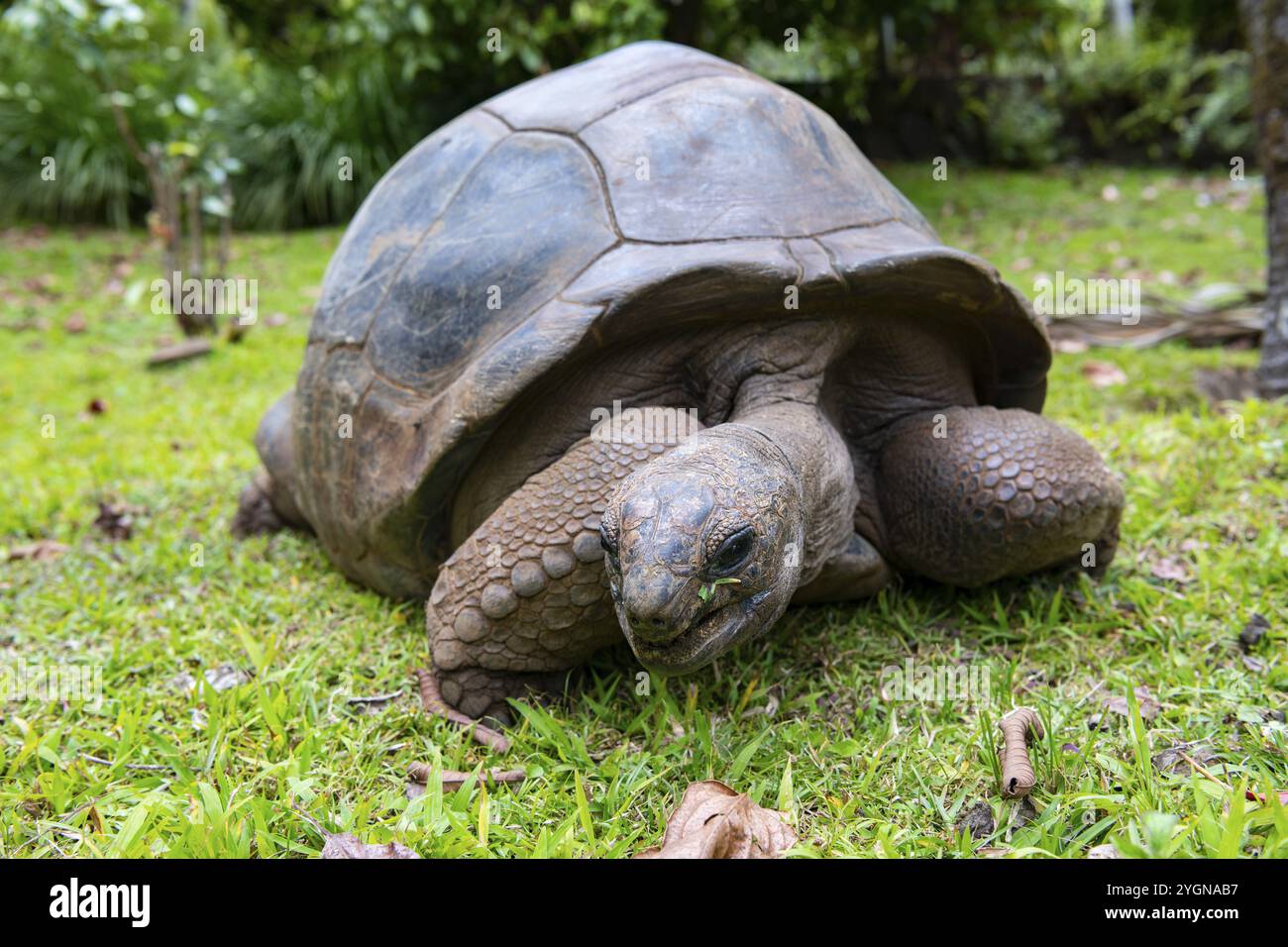 Aldabra Riesenschildkröte (Aldabrachelys gigantea, Syn.:Geochelone gigantea, Dipsochelys elephantina, Dipsochelys dussumieri), 23 farbige Erde Natur p Stockfoto