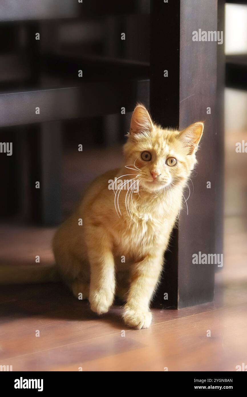 Porträt eines sitzenden verspielten Ingwerkatzen-Kätzchens im Innenbereich Stockfoto