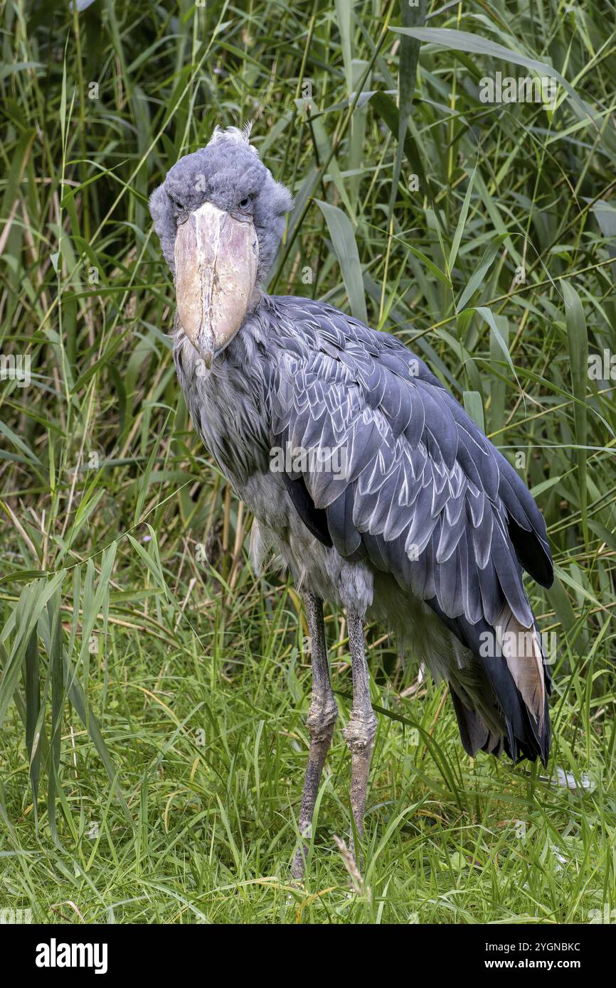 Shoebill, Balaeniceps rex, gefangen in Deutschland Stockfoto