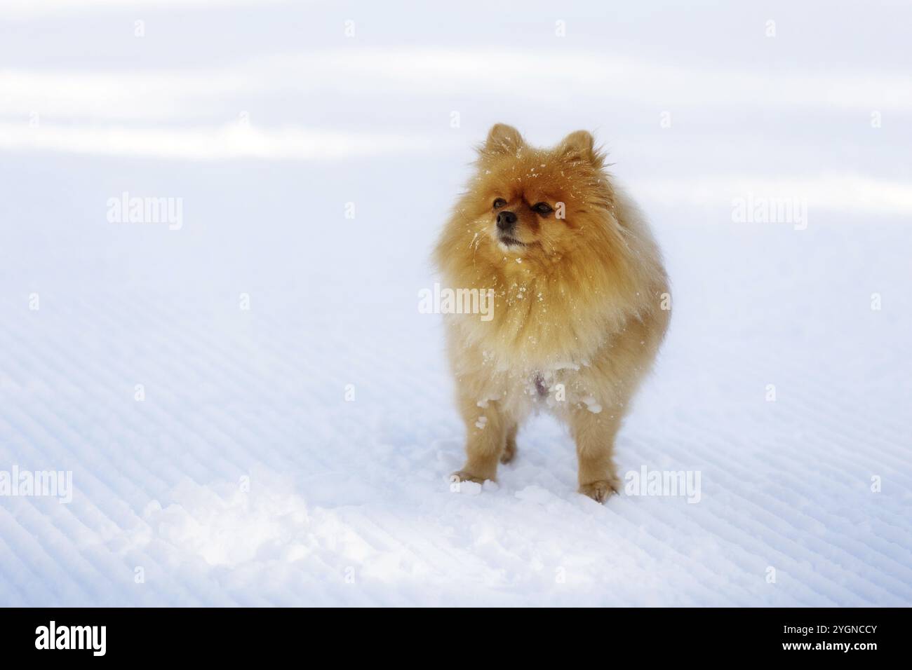 Orangenrotes pommersche Spitz Nahaufnahme Porträt draußen im Winter Stockfoto