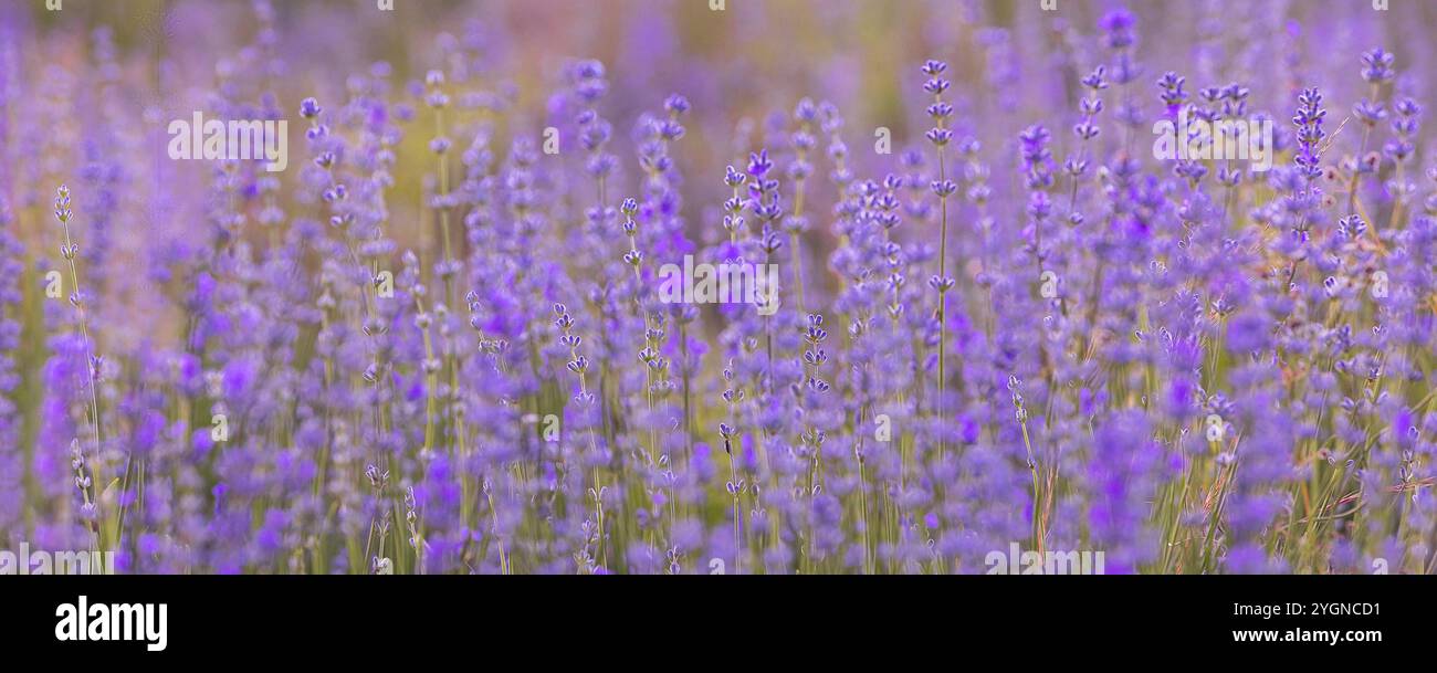 Violett-lila Lavendelfeld Nahaufnahme-Banner. Blumen selektiver Fokus, unscharfer Hintergrund Stockfoto